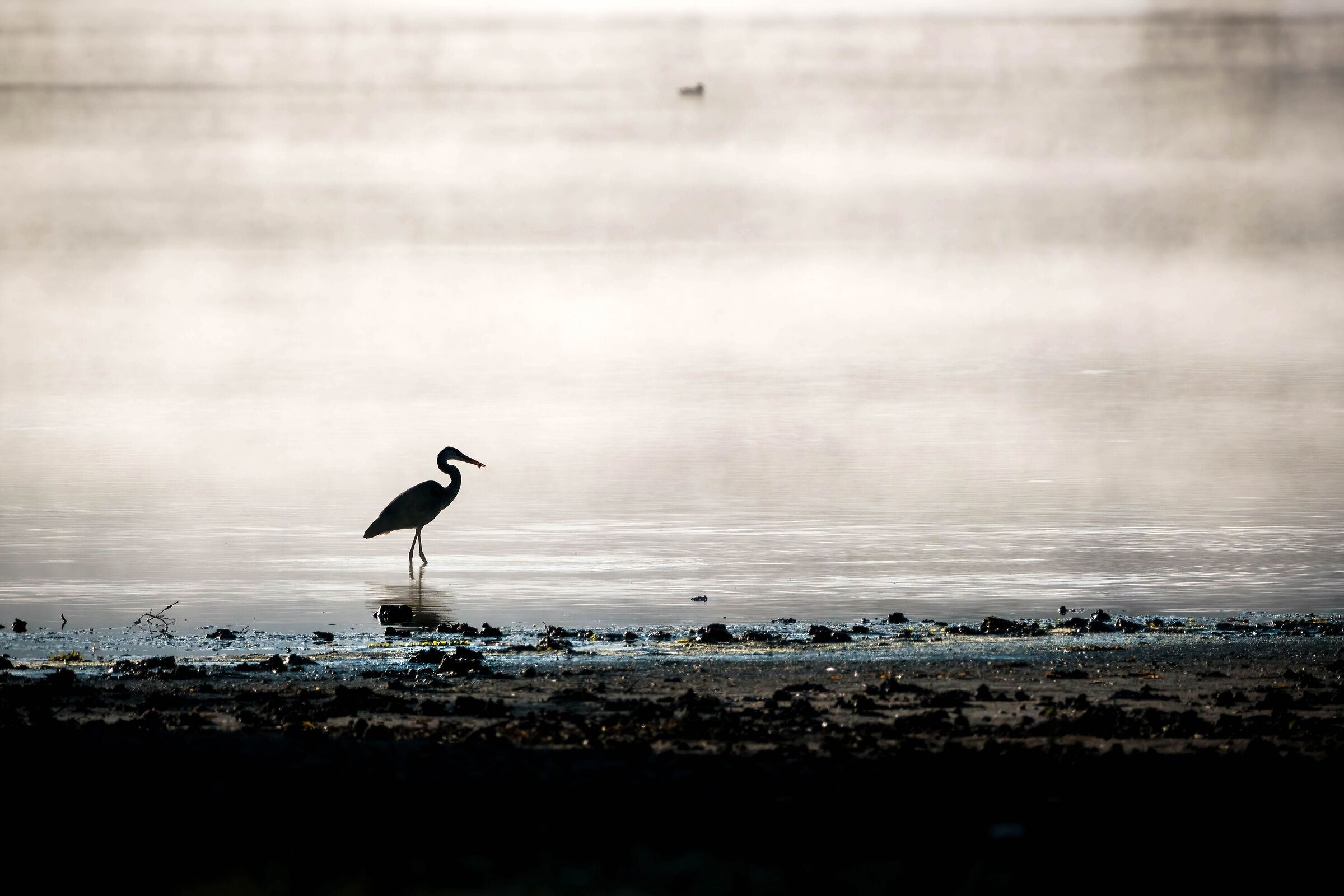 Blue heron...