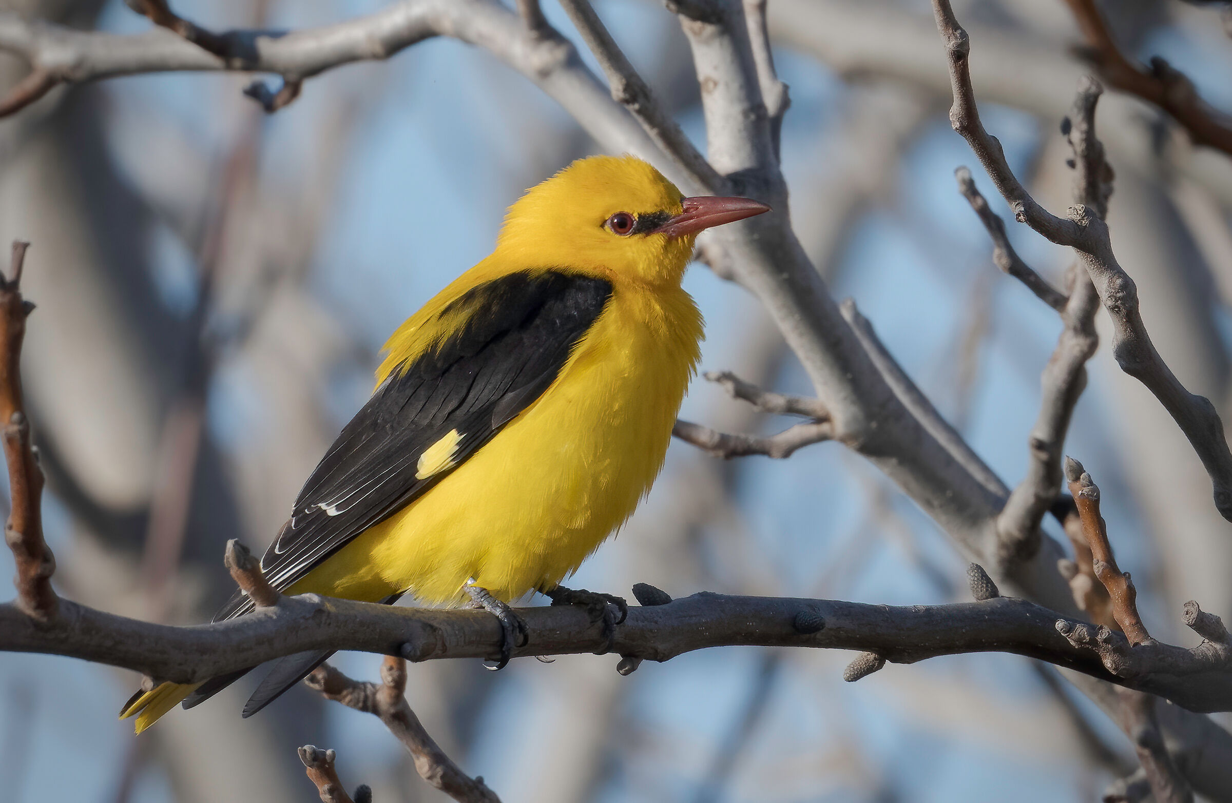 Golden oriole