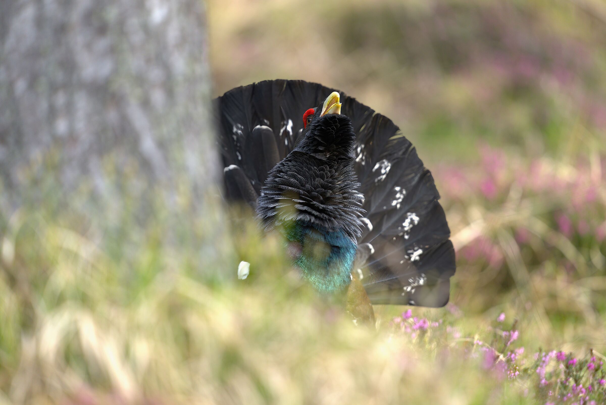 Grouse
