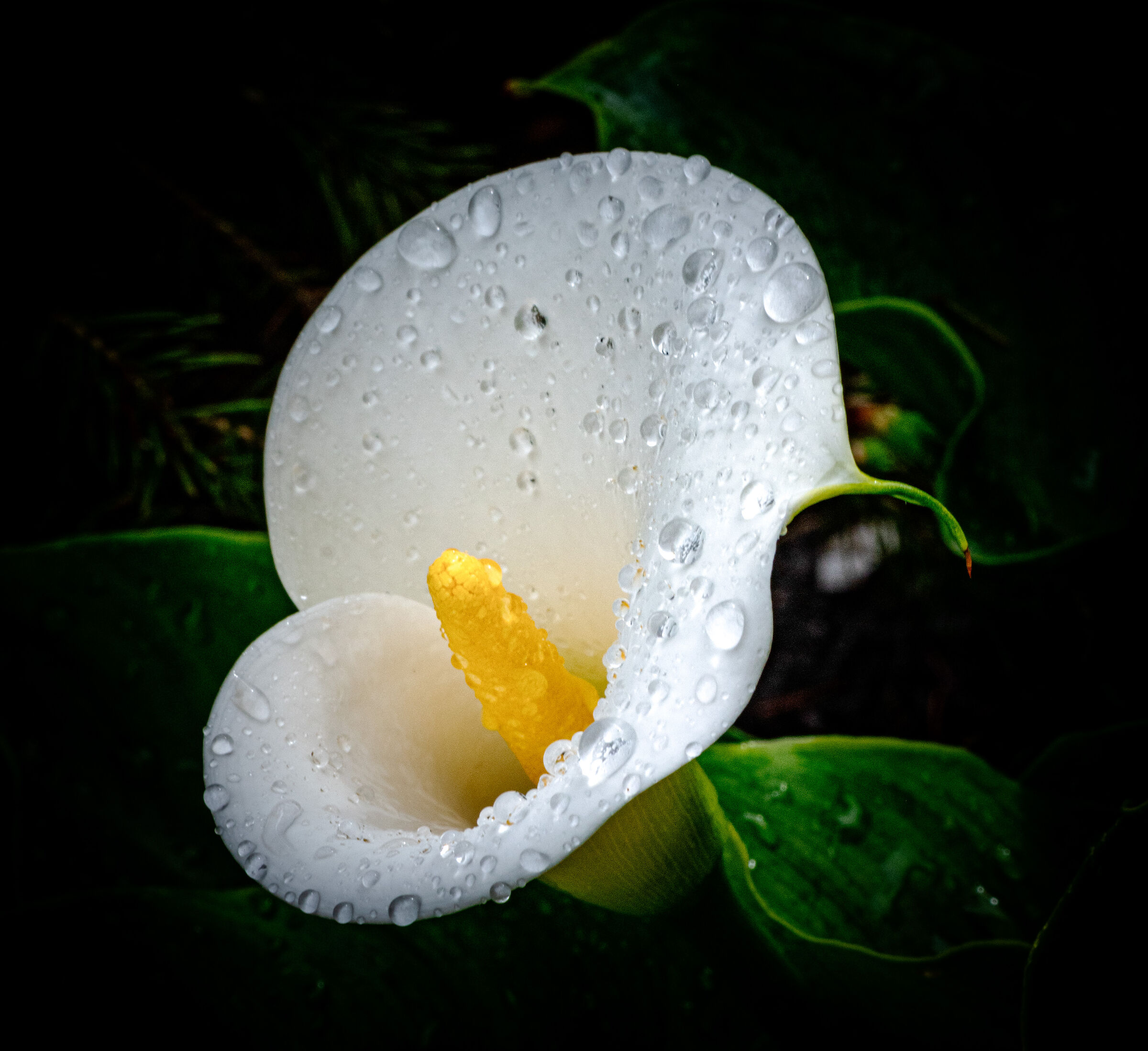 Drops