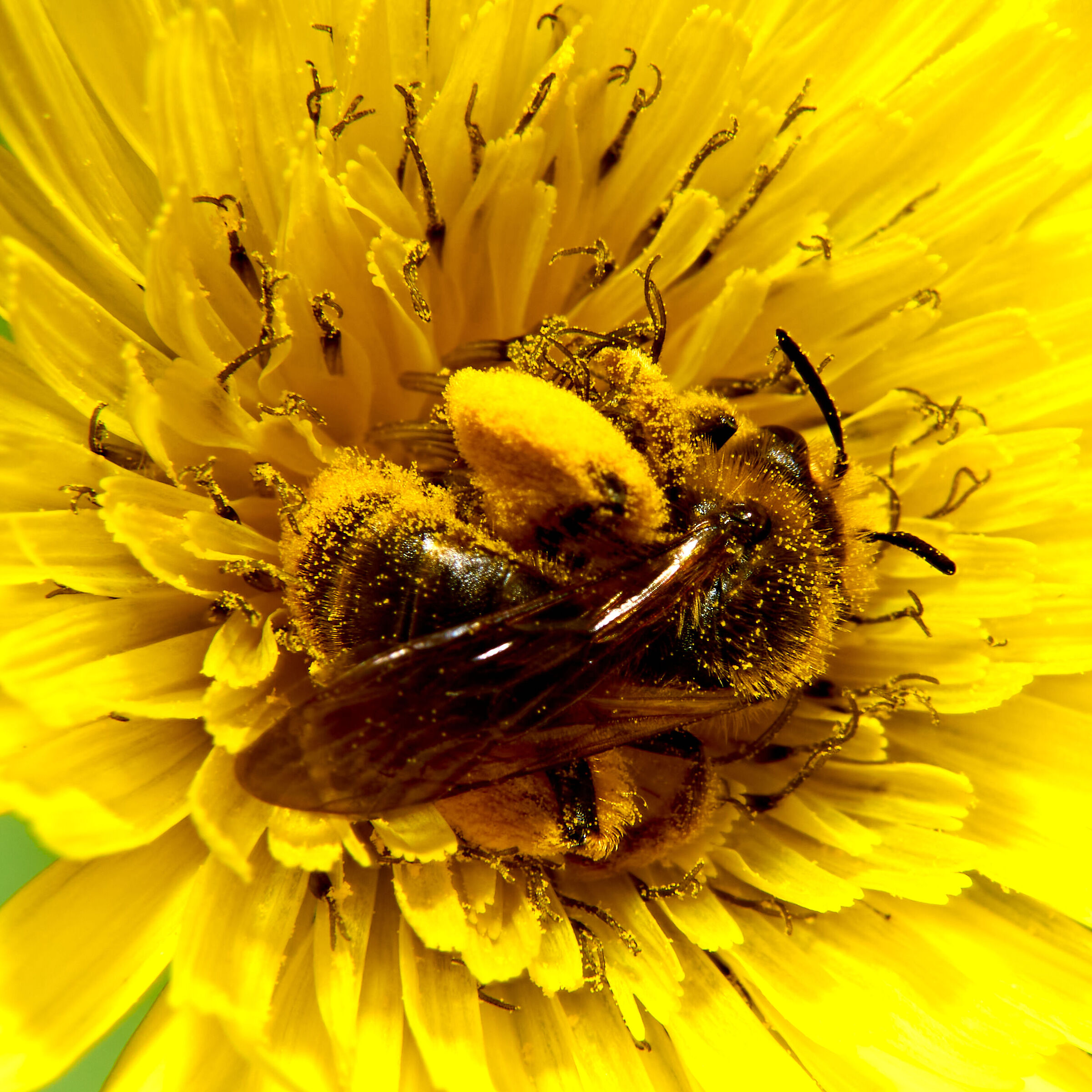 Blessed Bee