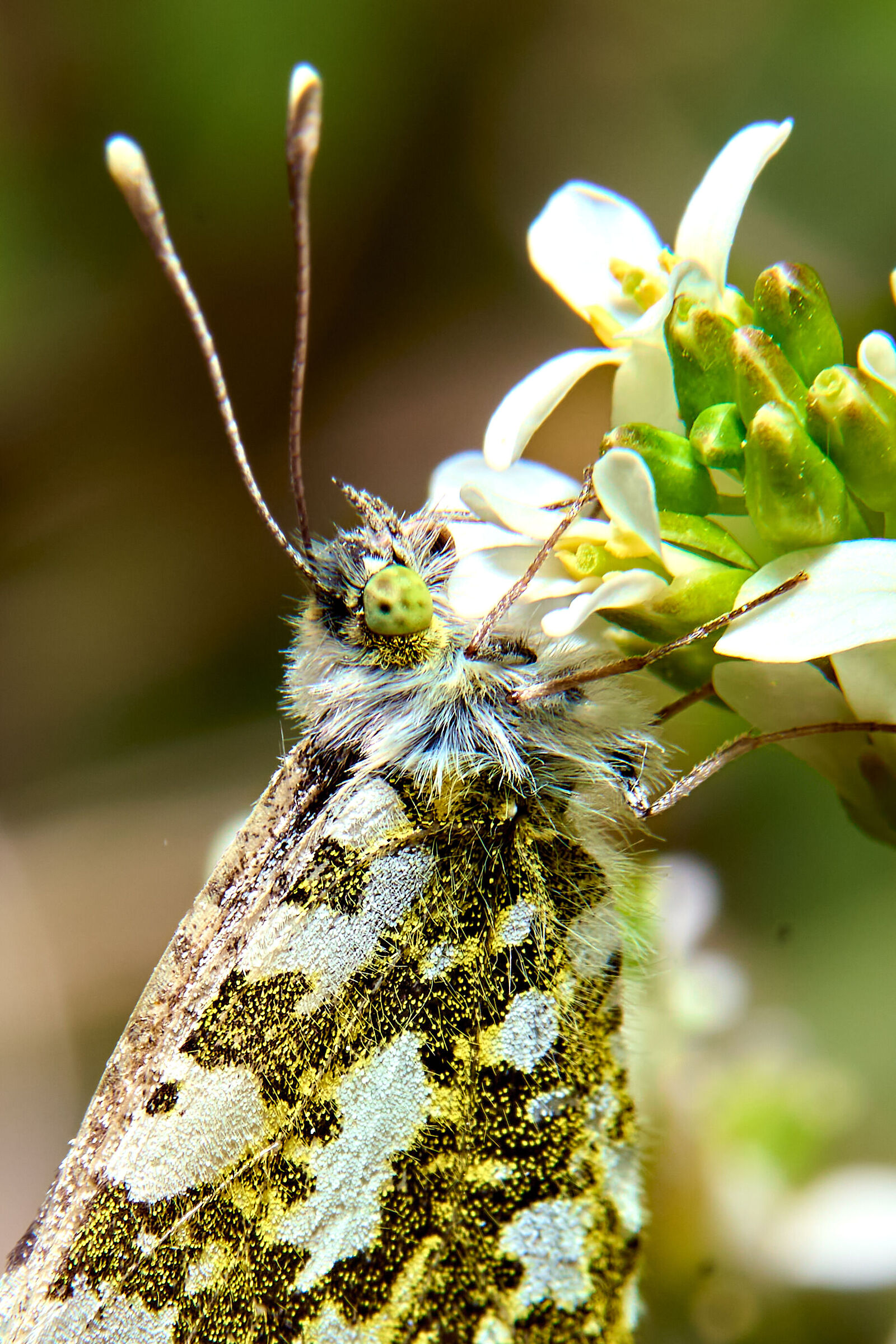 Pollinated butterfly