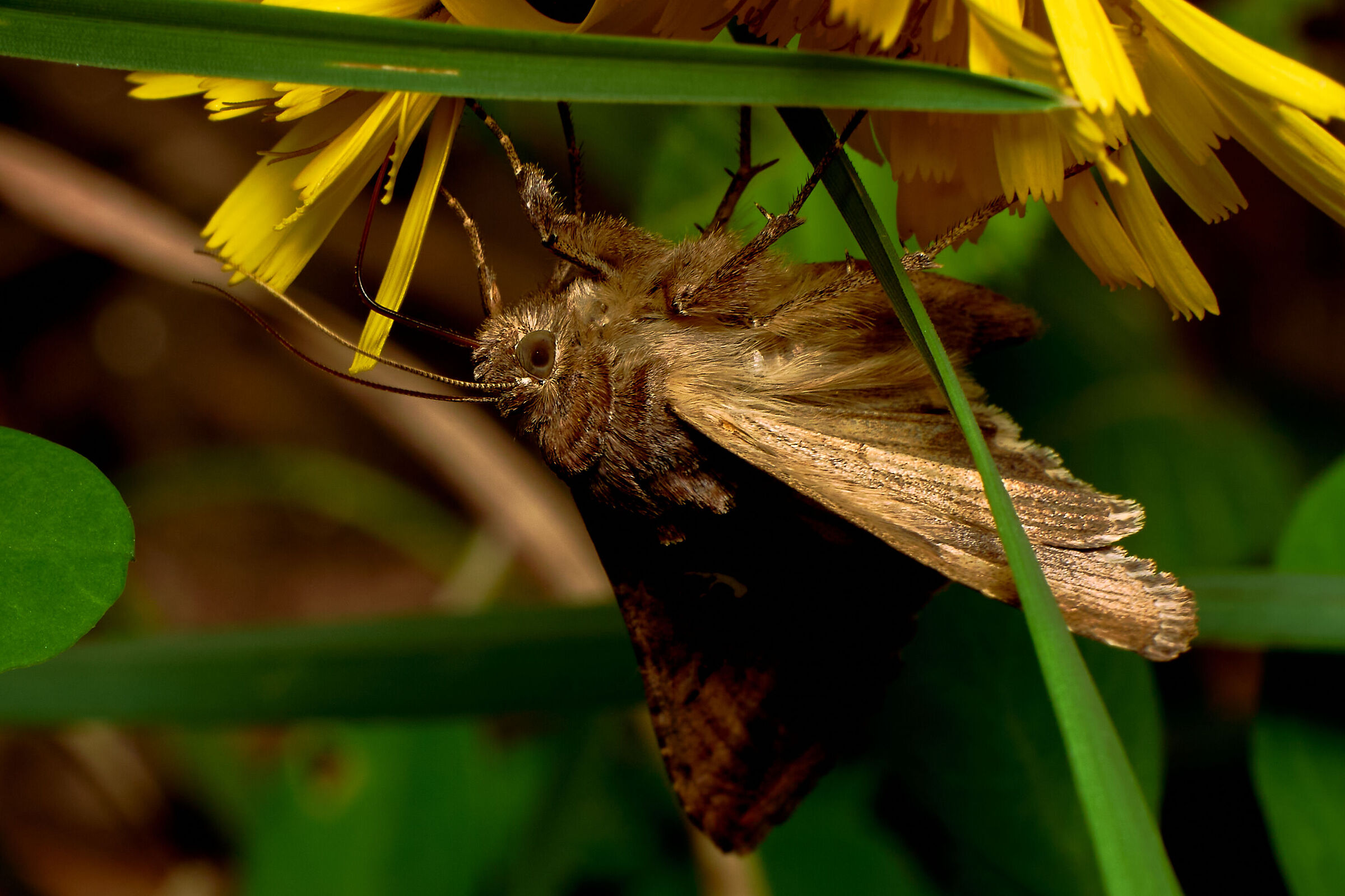 Moth
