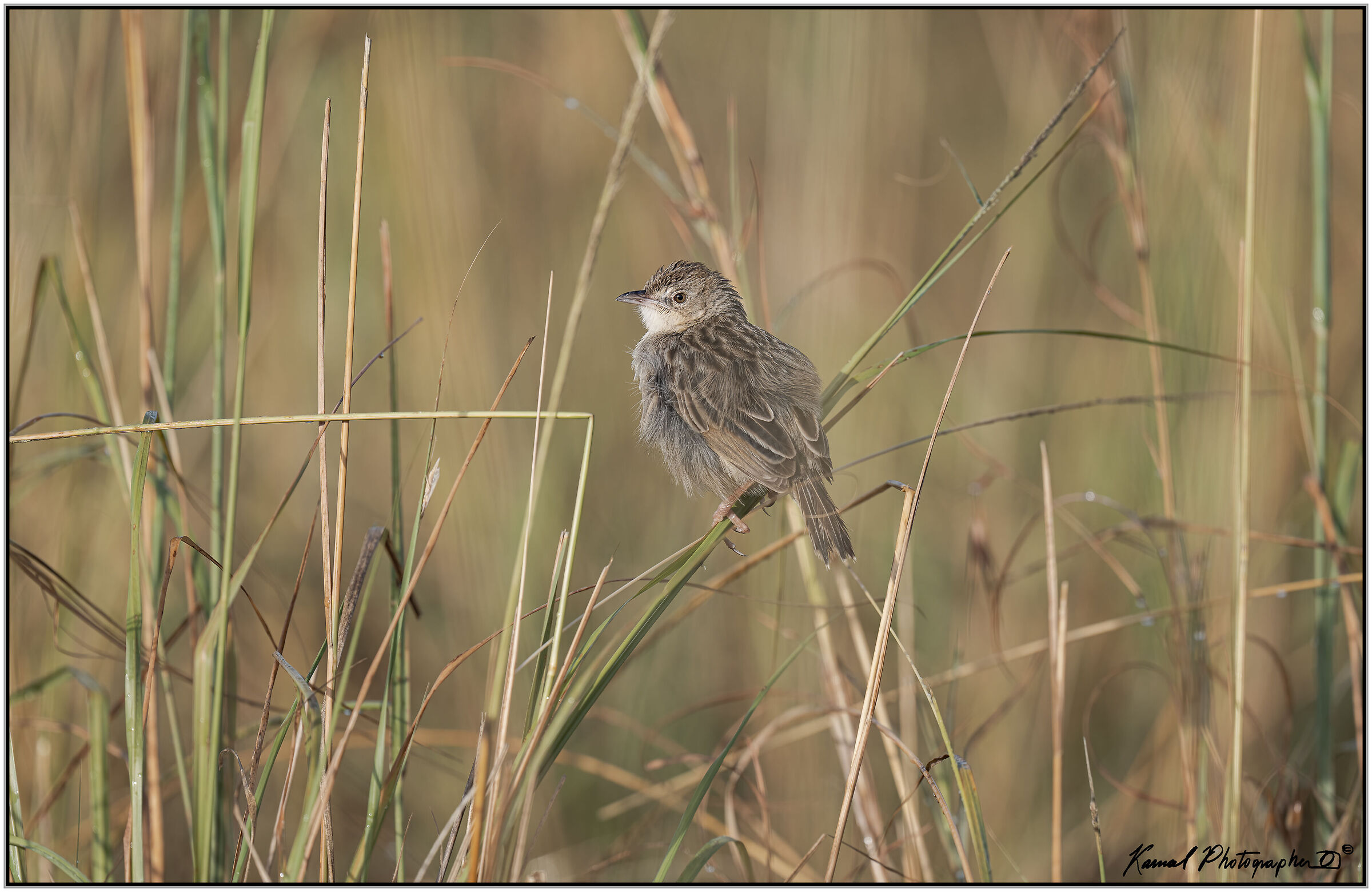Reddish skylark (Mirafra africana)