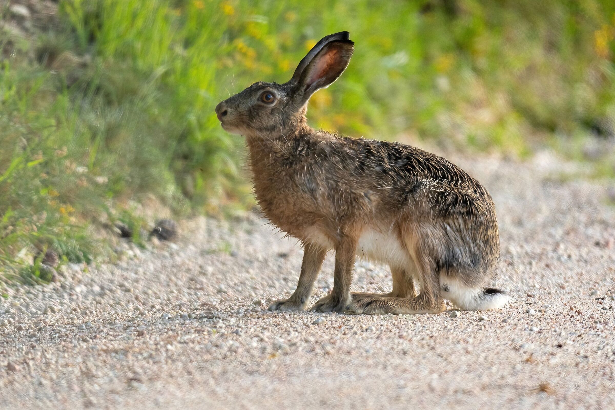 Lepre comune (Lepus europaeus)