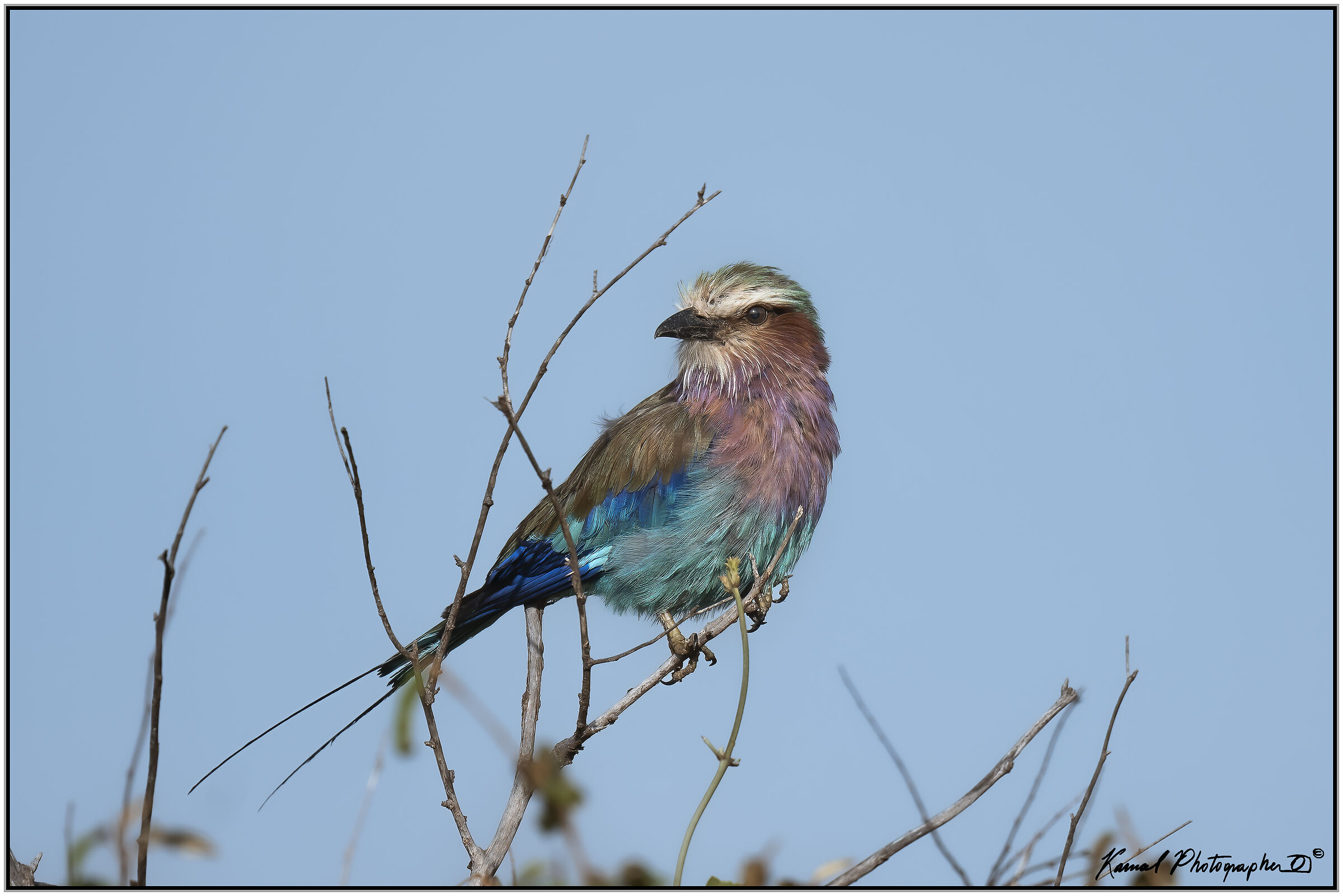 Lilac-breasted European jay (Coracias caudata)