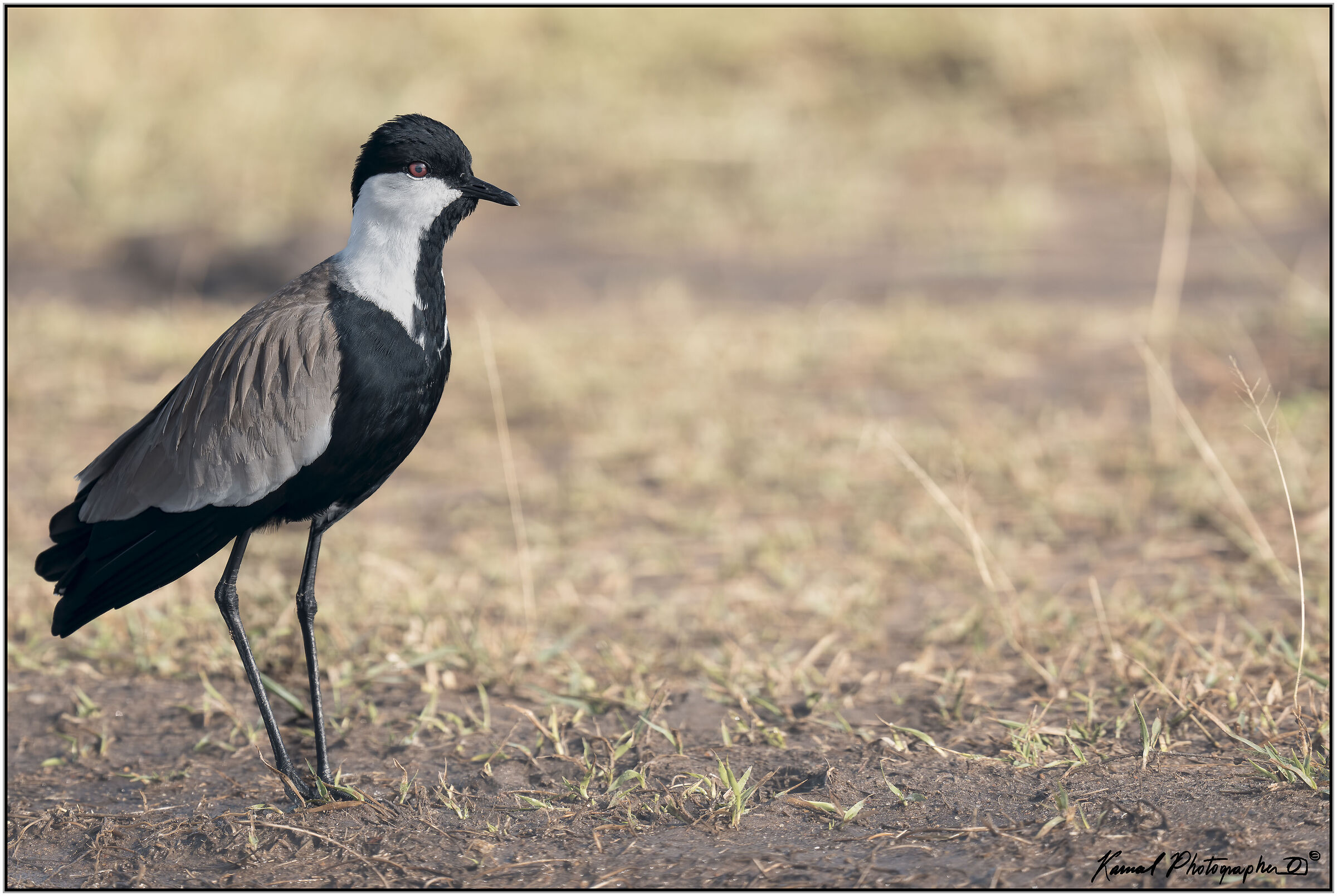 Spiny lapwing (Vanellus spinosus)