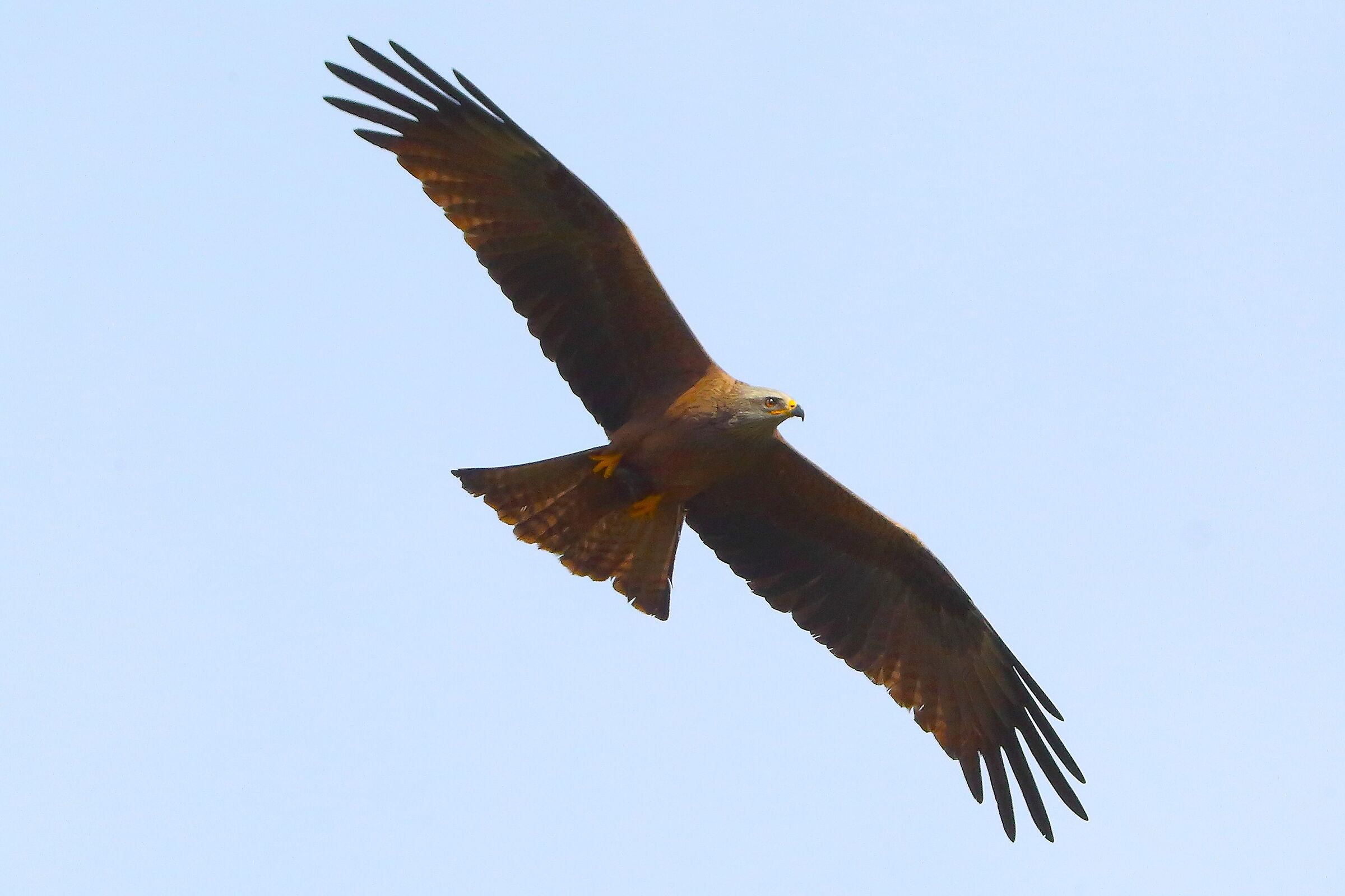 Nibbio bruno 30 marzo 2025 - 0014