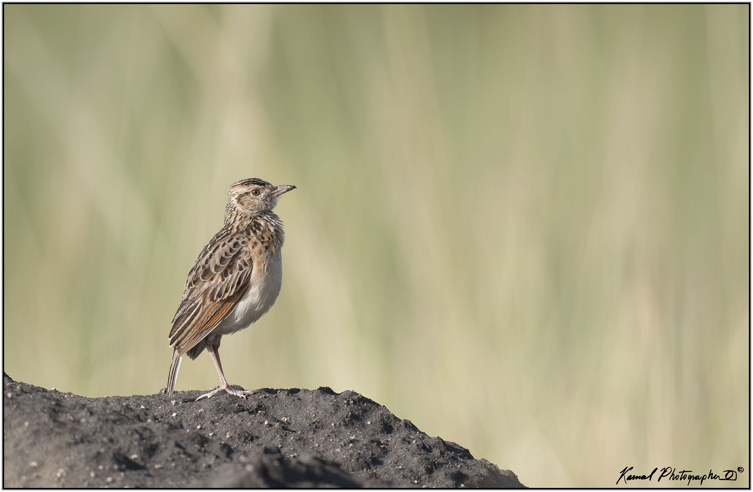 Reddish skylark (Mirafra africana)