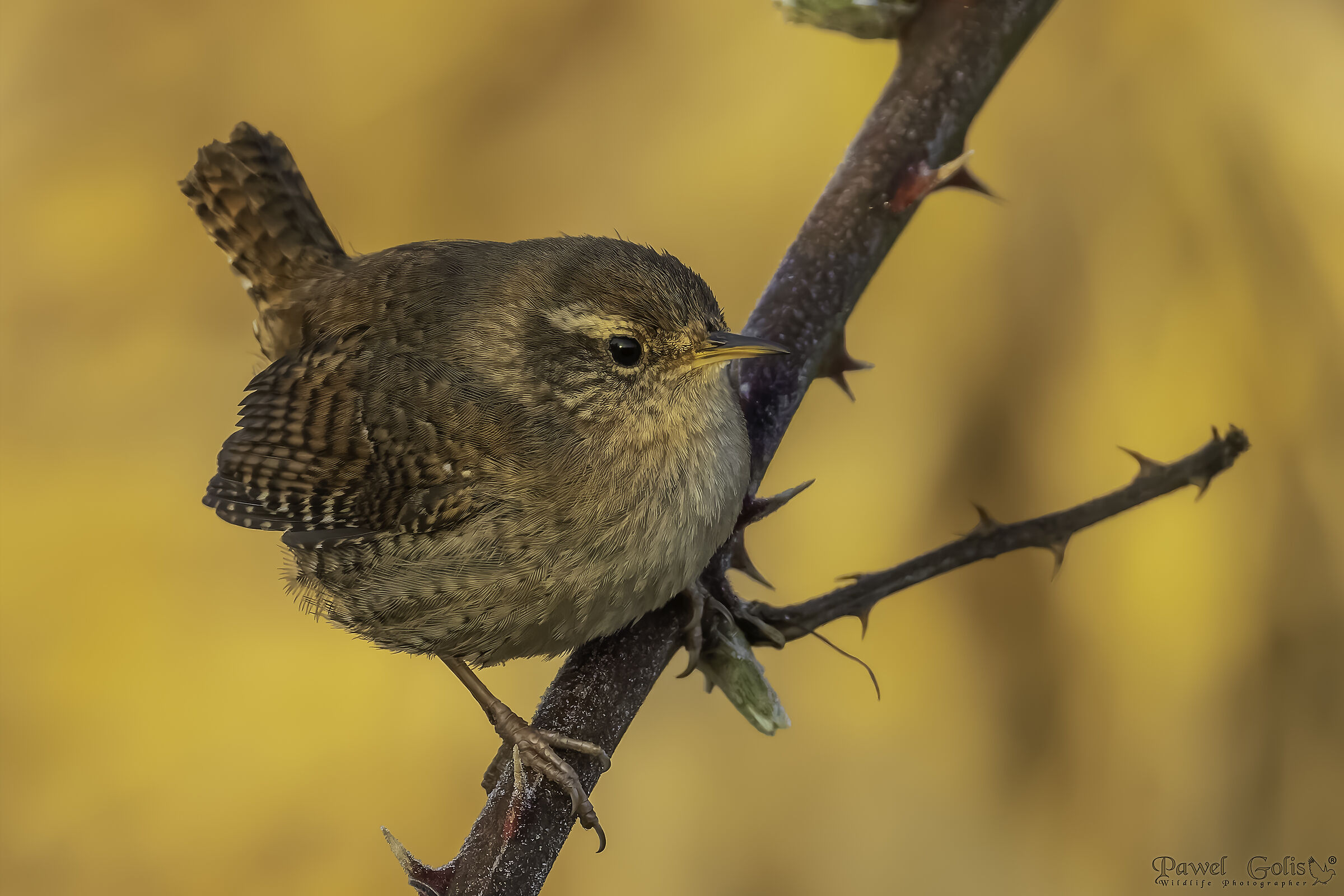 Eurasian Wren ( Troglodytes troglodytes)