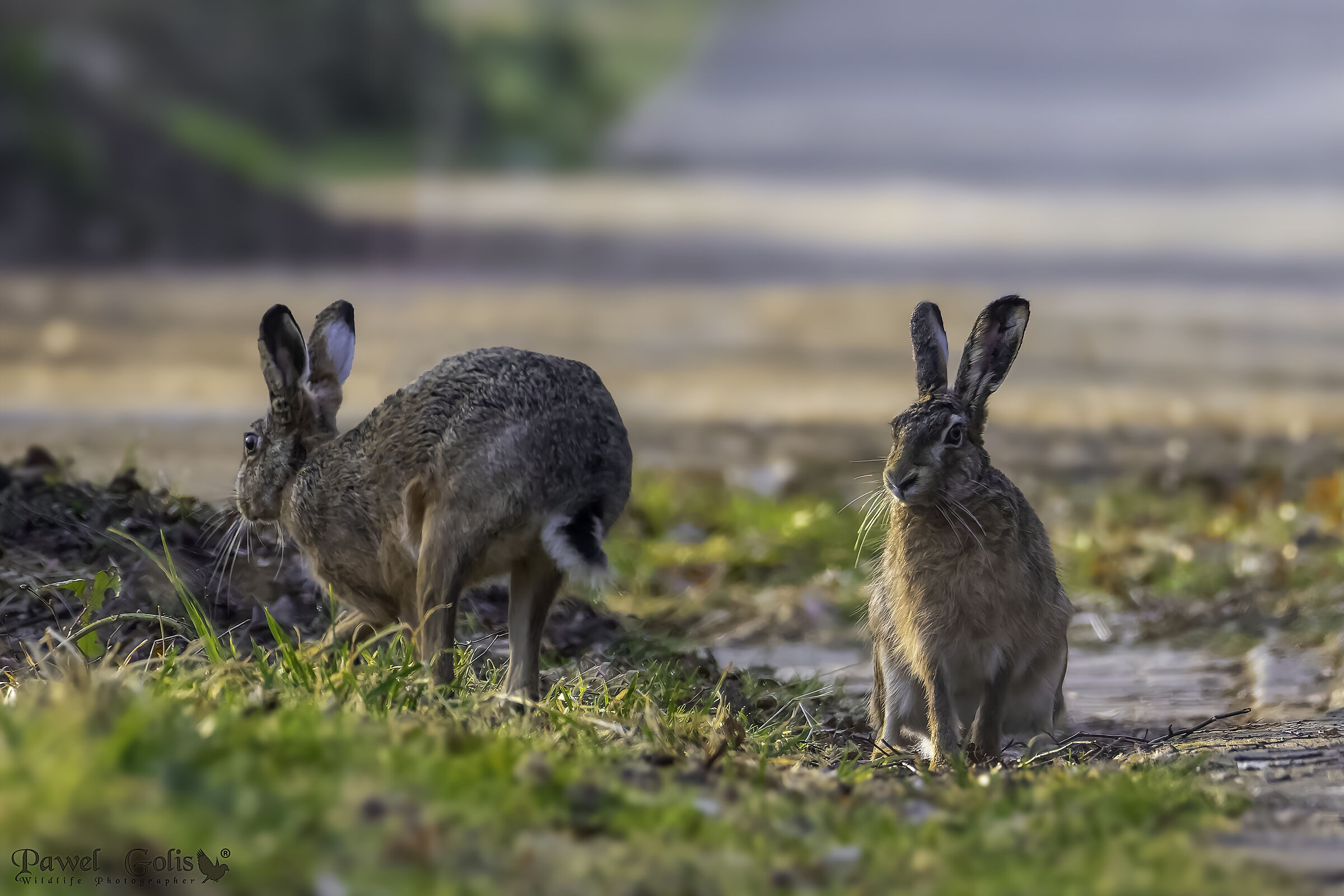 Lepre europea (Lepus europaeus)