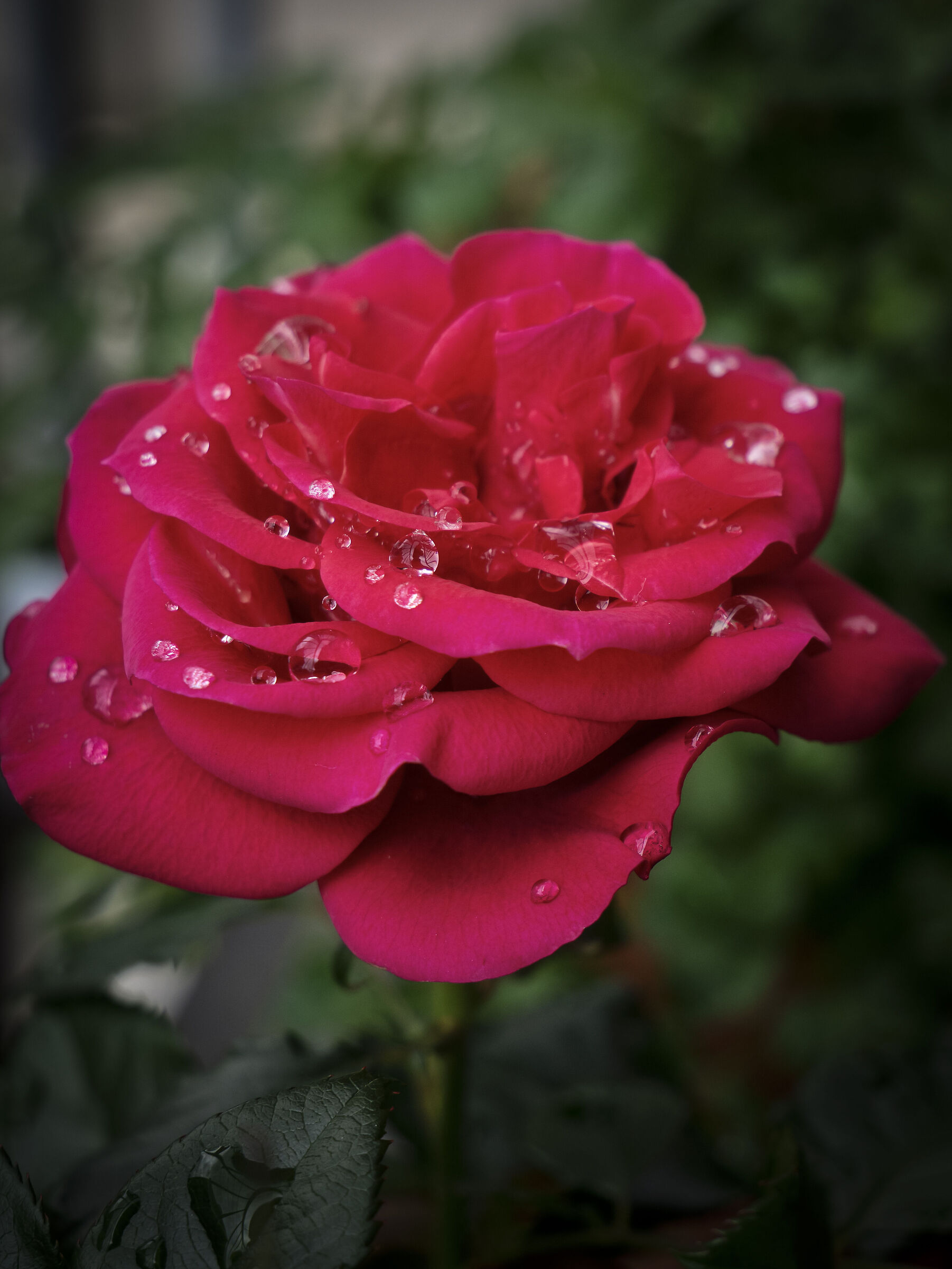 After the rain