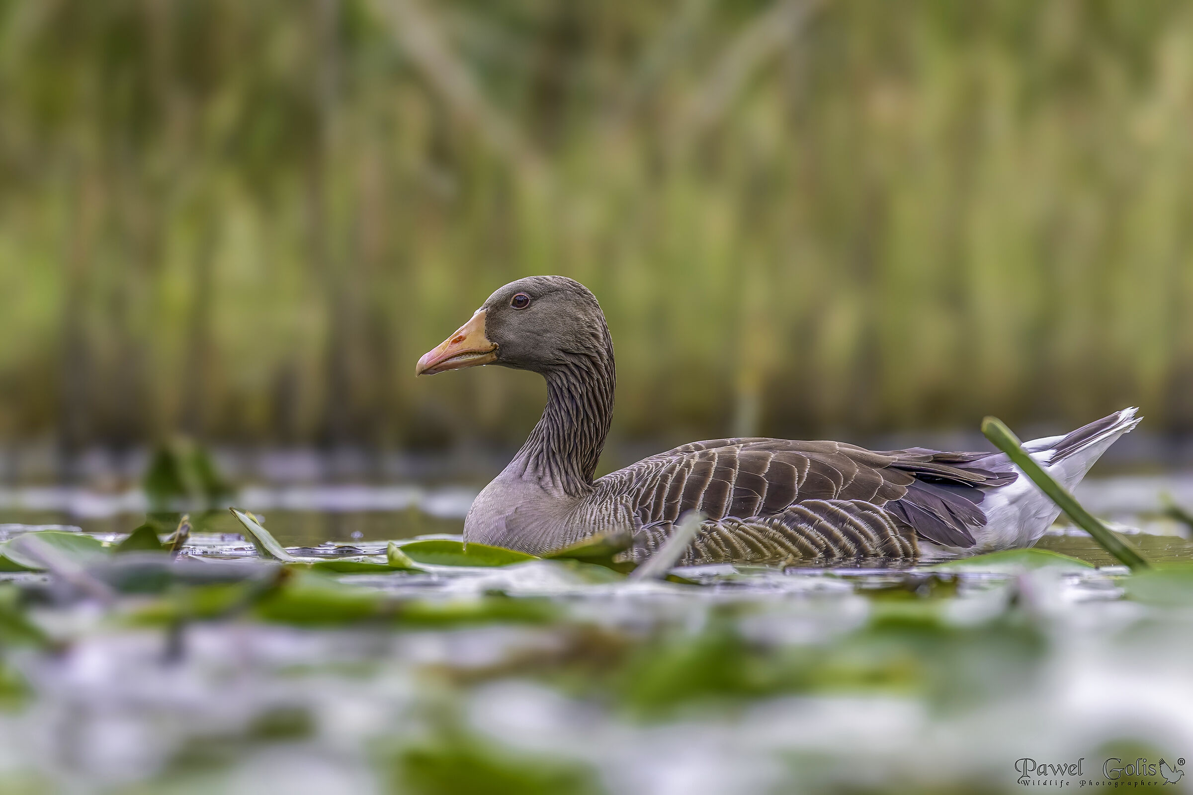 Greylag goose (Anser anser)