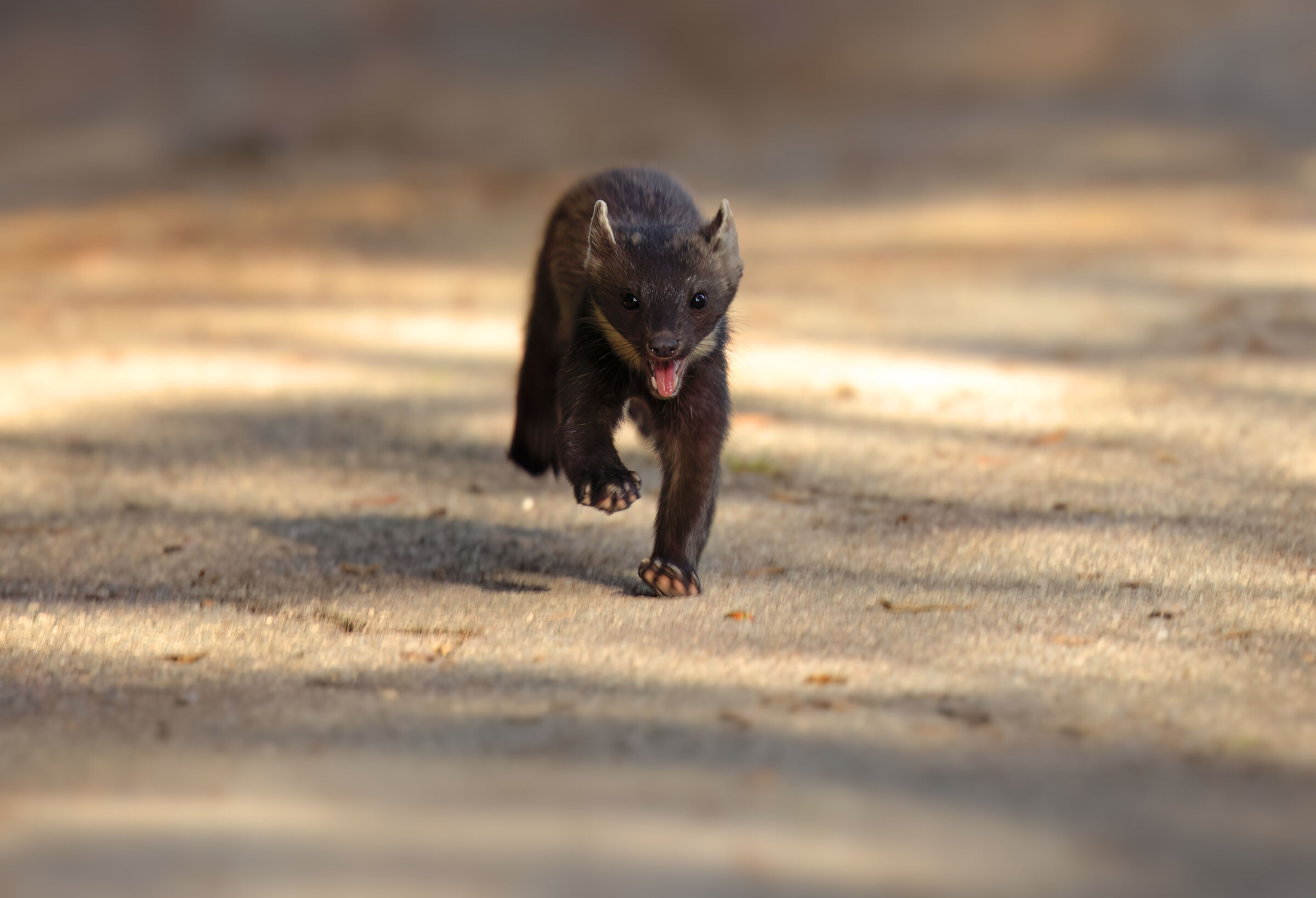 Pine Marten | Martes martes (Tuscany ? May 2025)