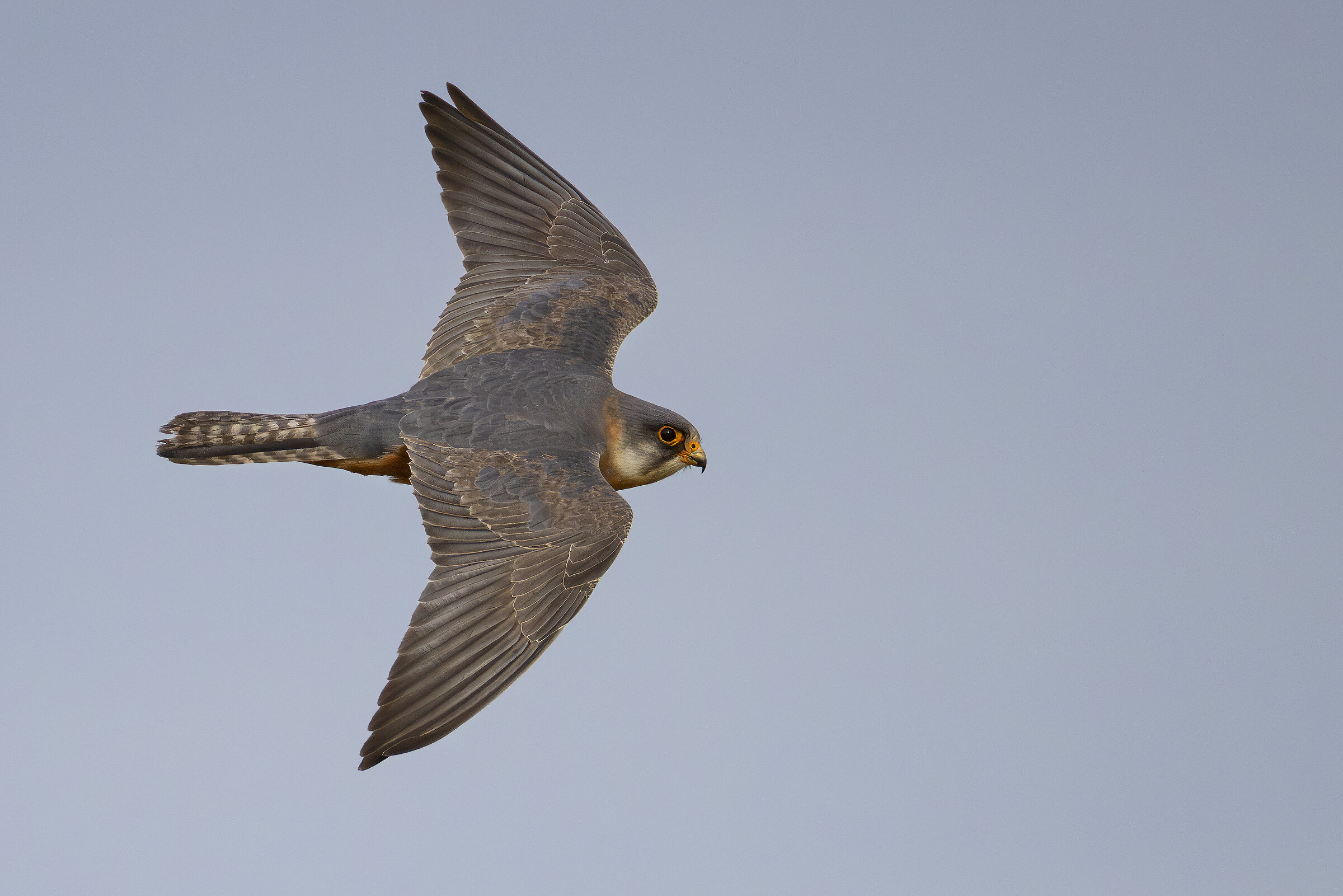 Cuckoo Falcon