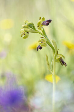 Ophrys fusca
