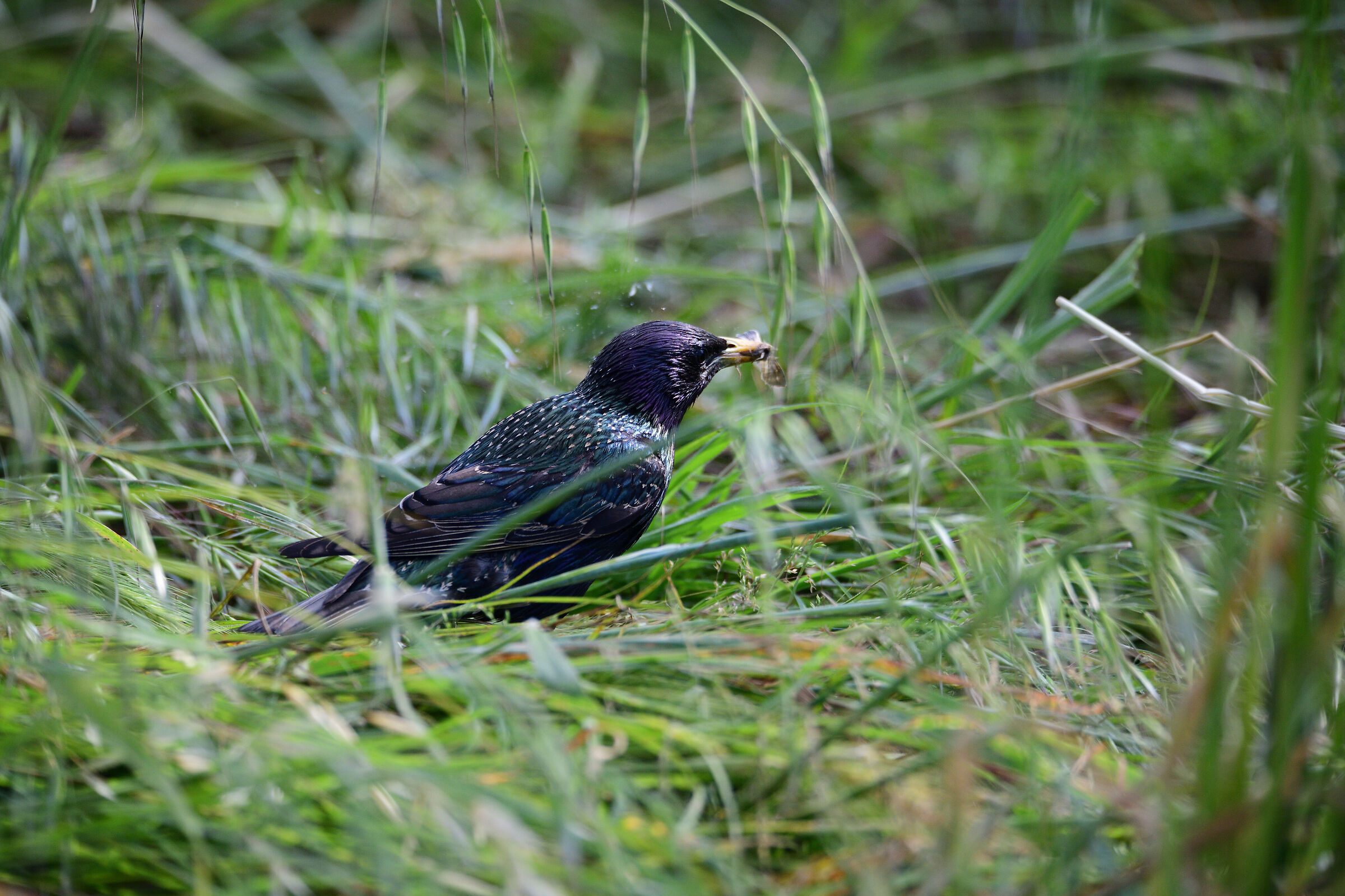 Starlings-Starlings