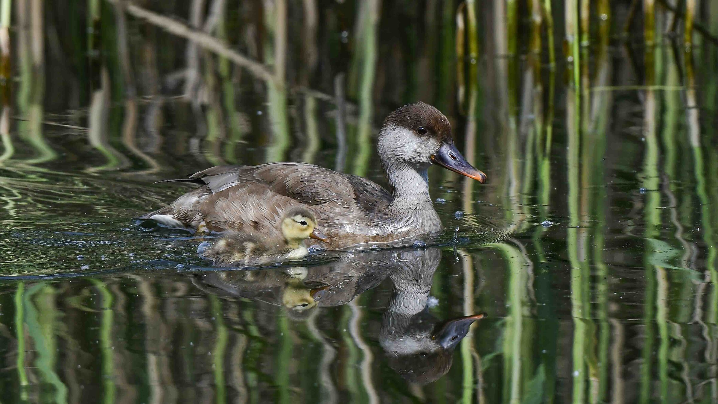 Pochard (F) with small