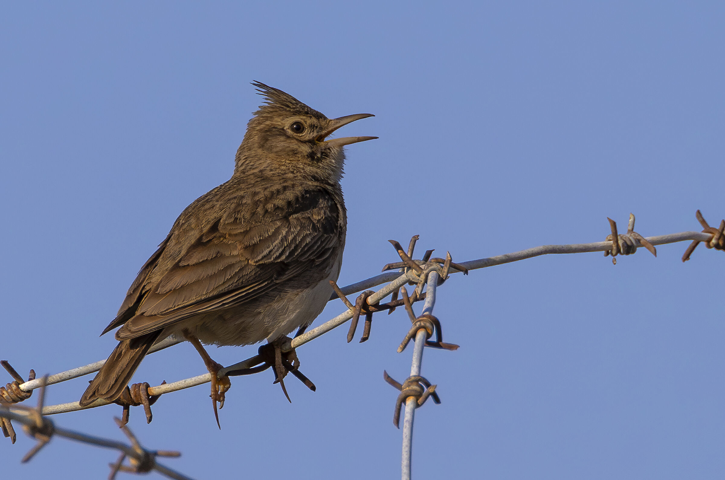 crested lark