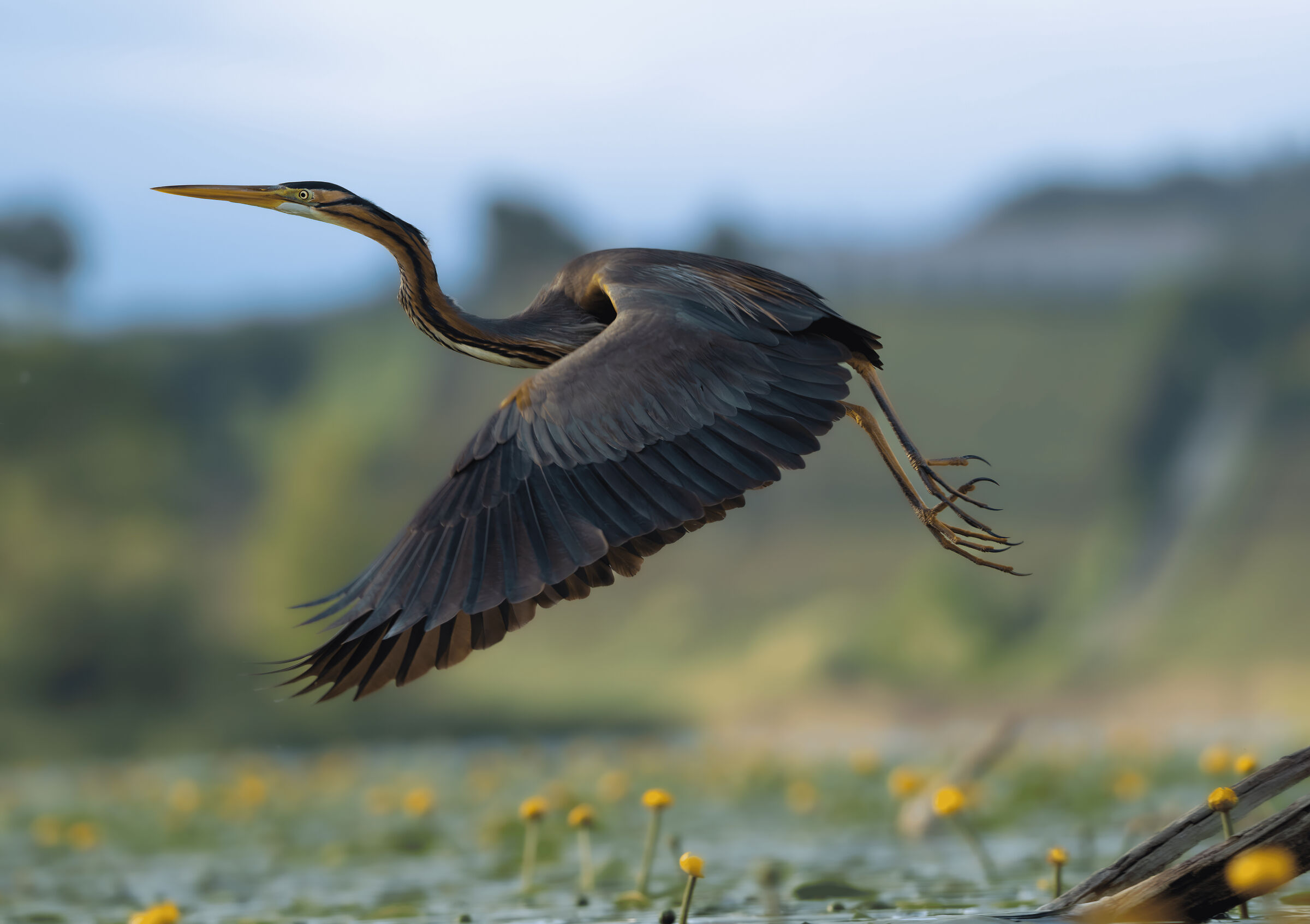 The flight of the purple heron