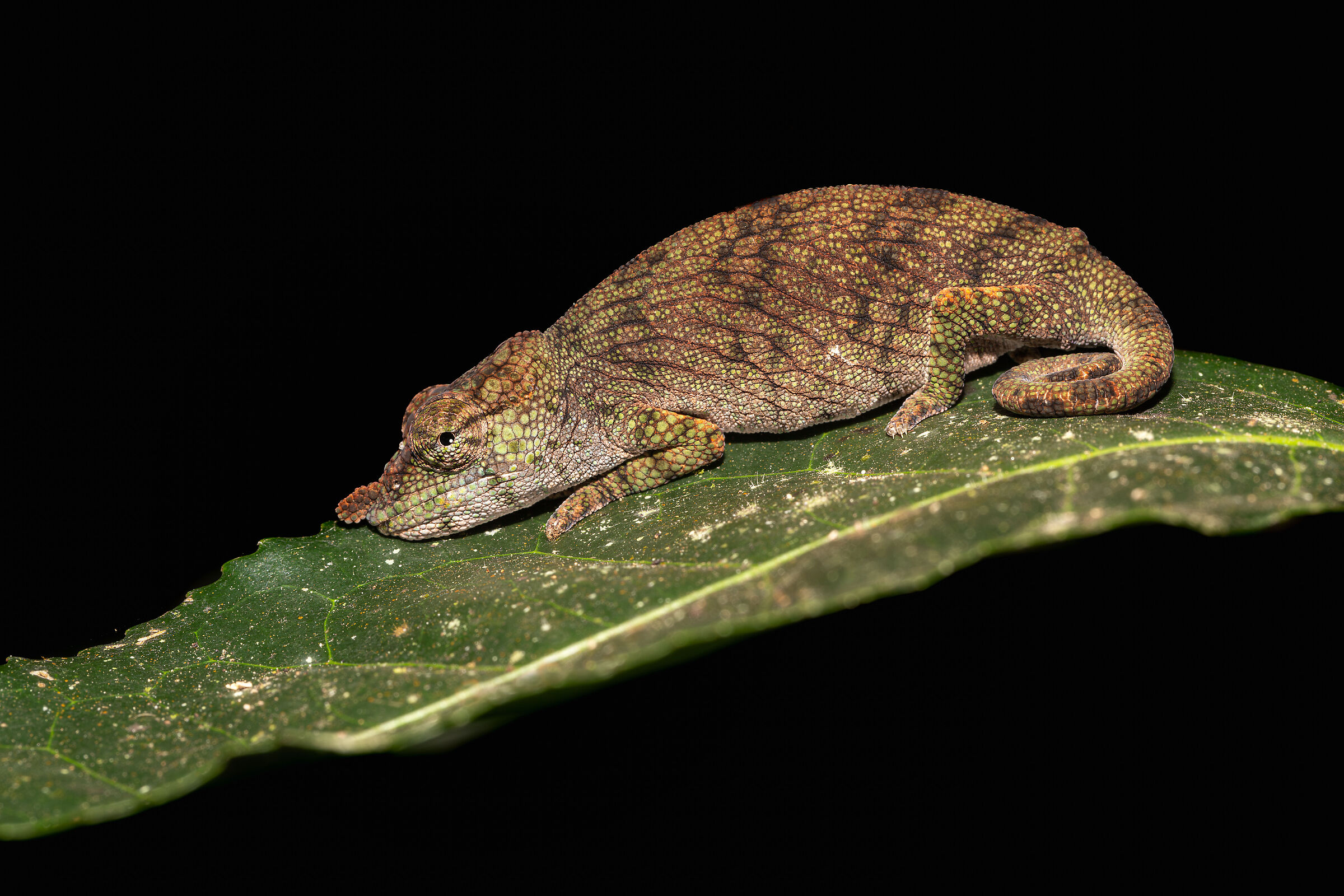 Chameleon on a leaf