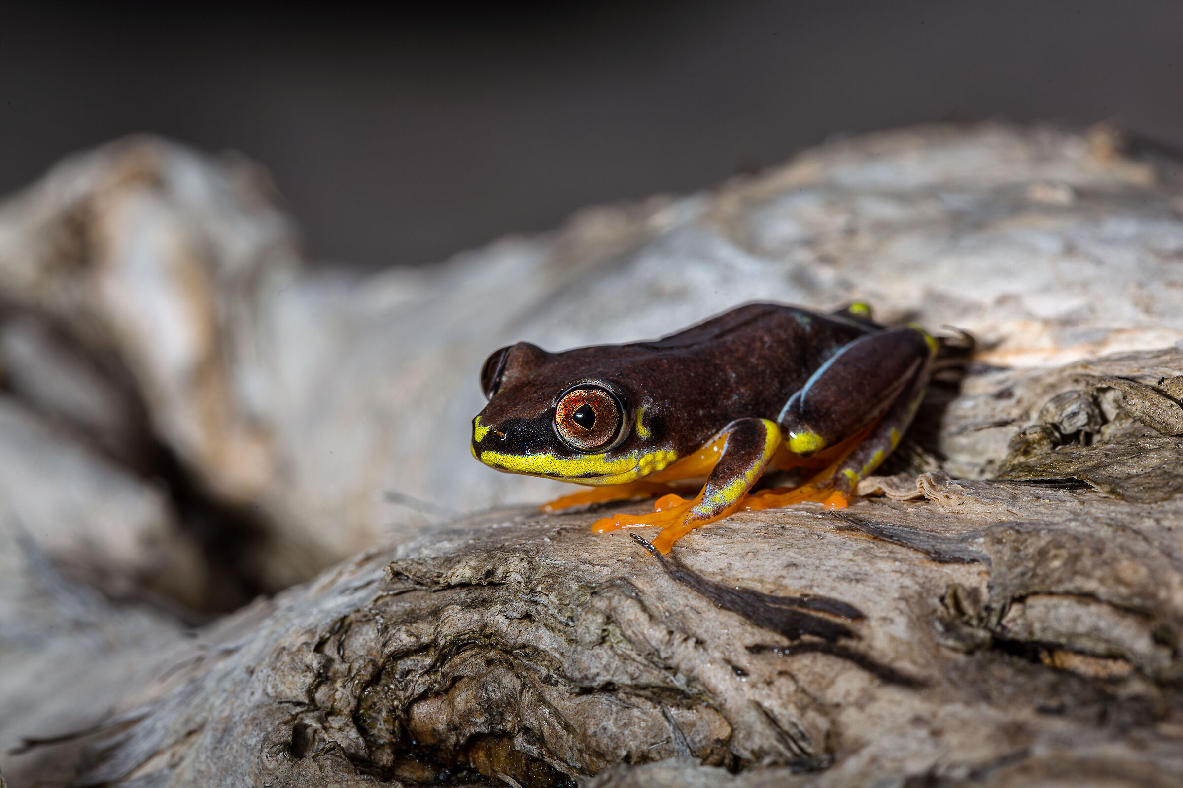 Heterixalus madagascariensis