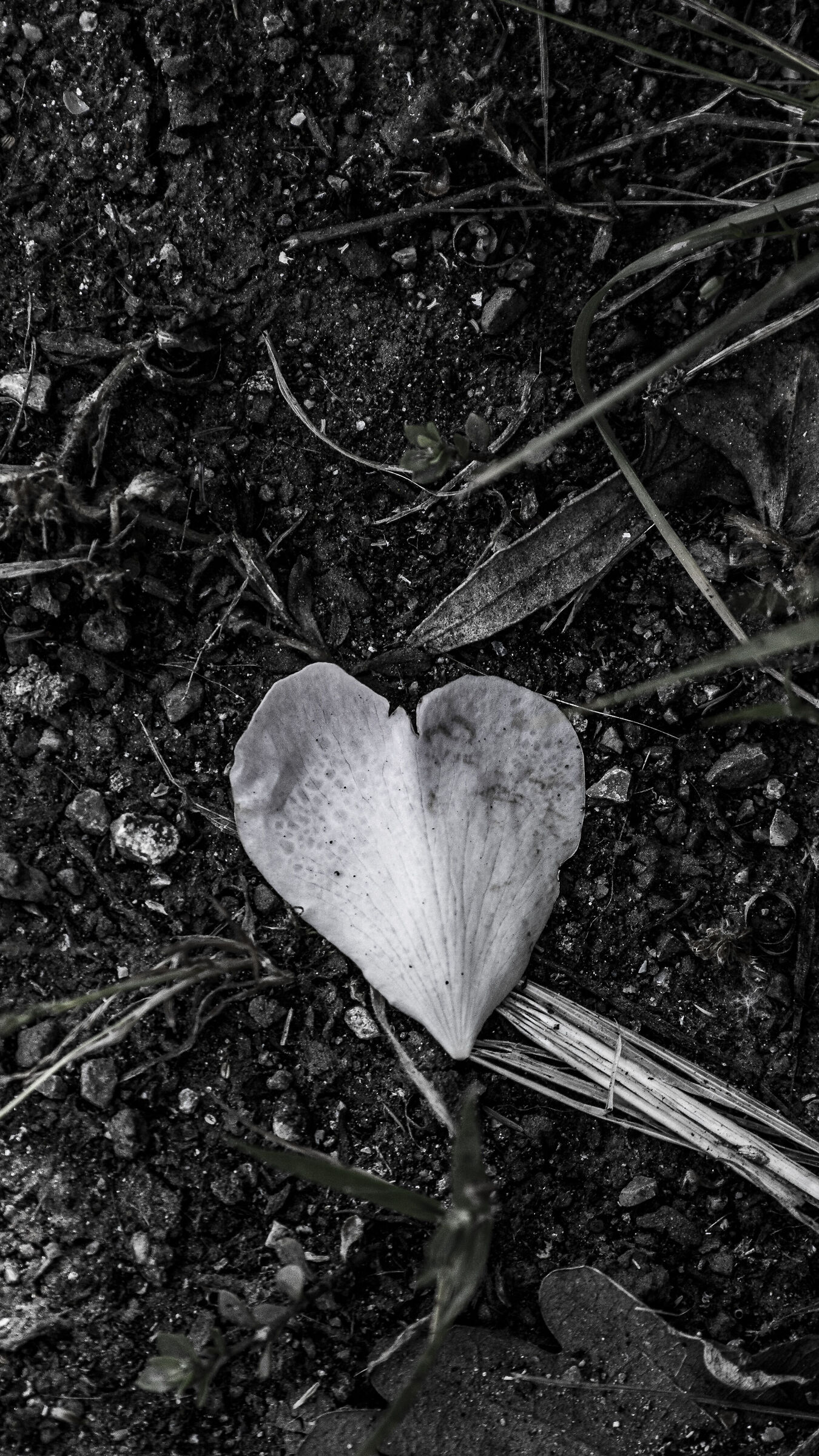 hearth on earth
