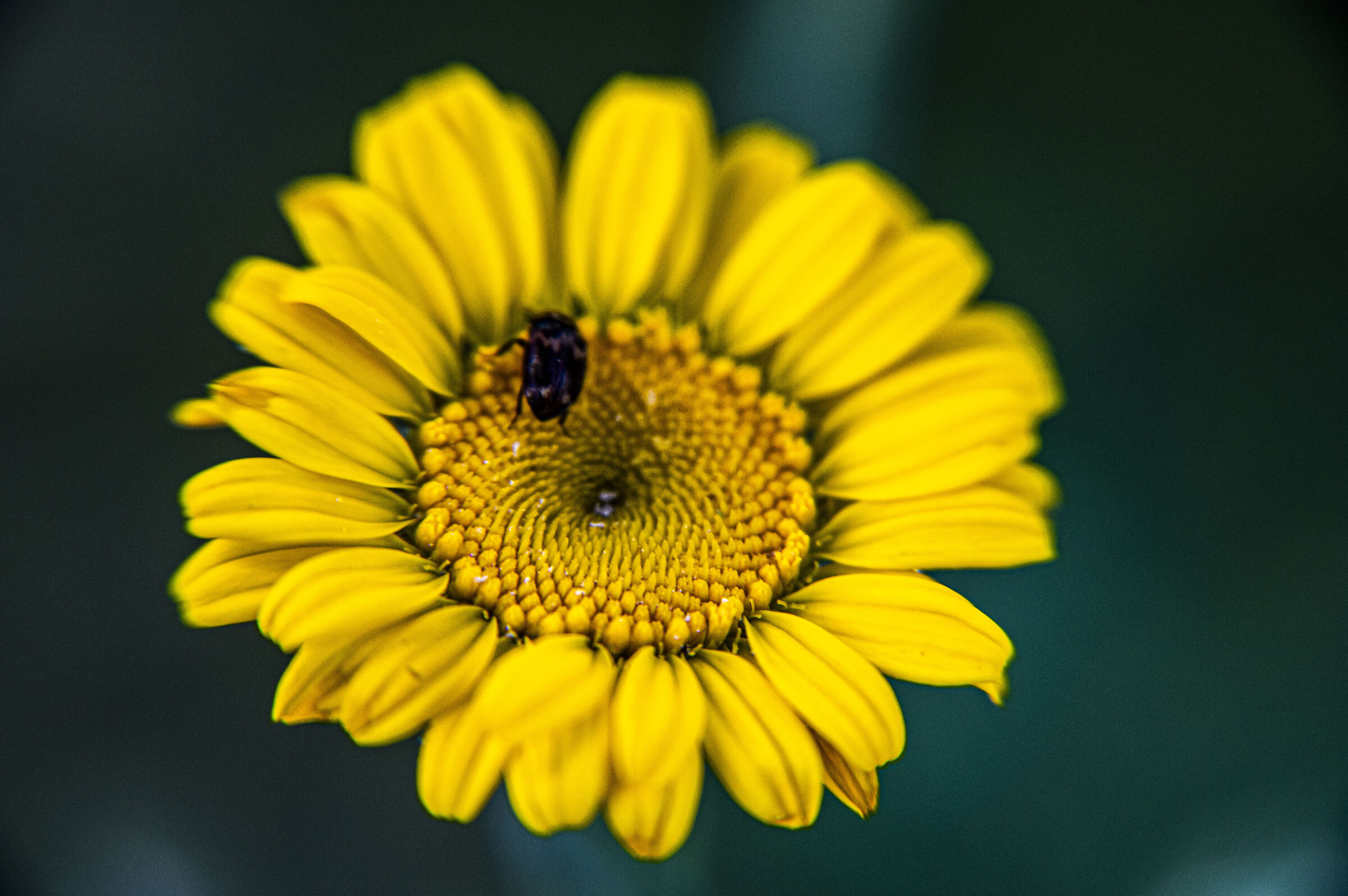 Yellow wild chrysanthemum