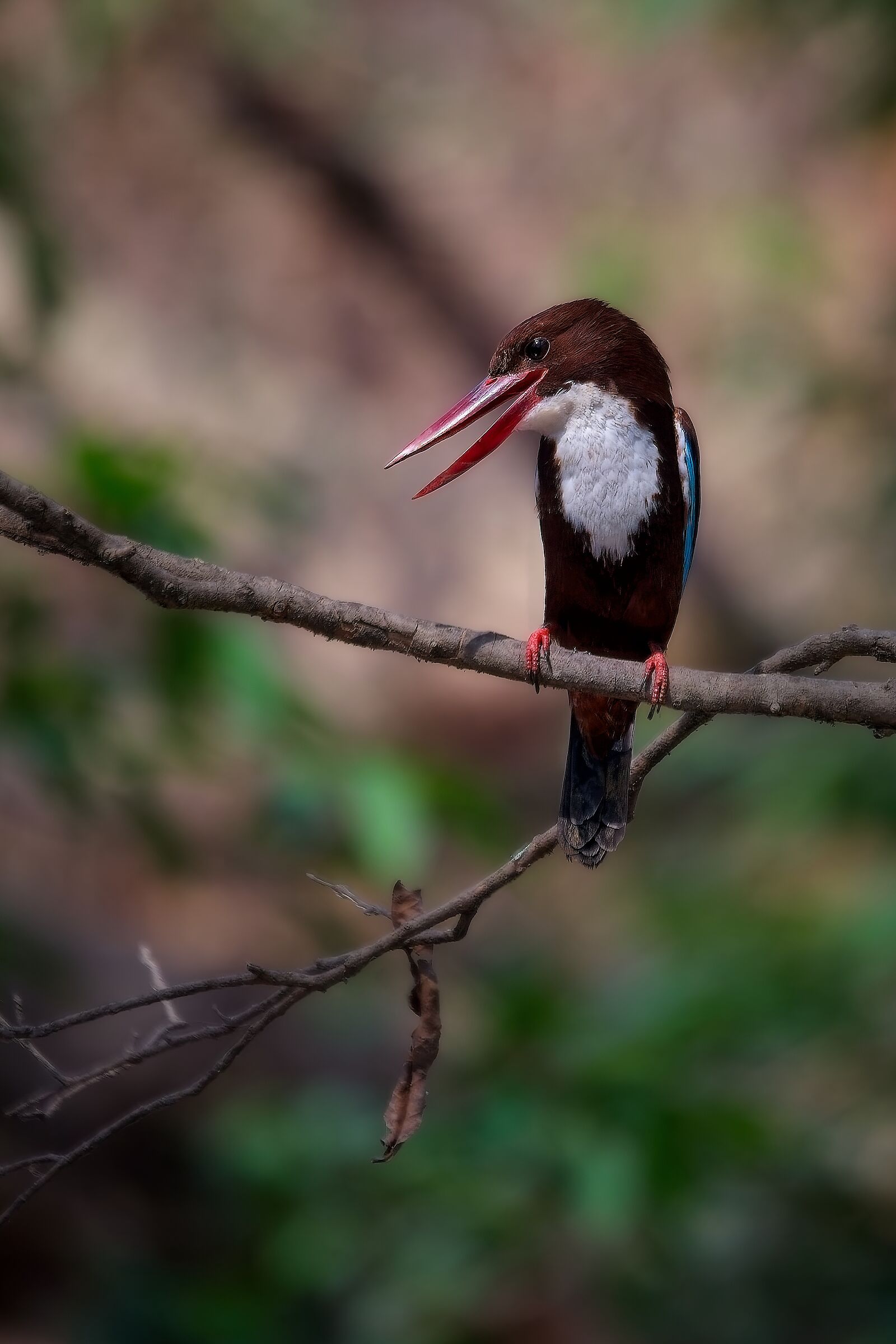Vain Kingfisher