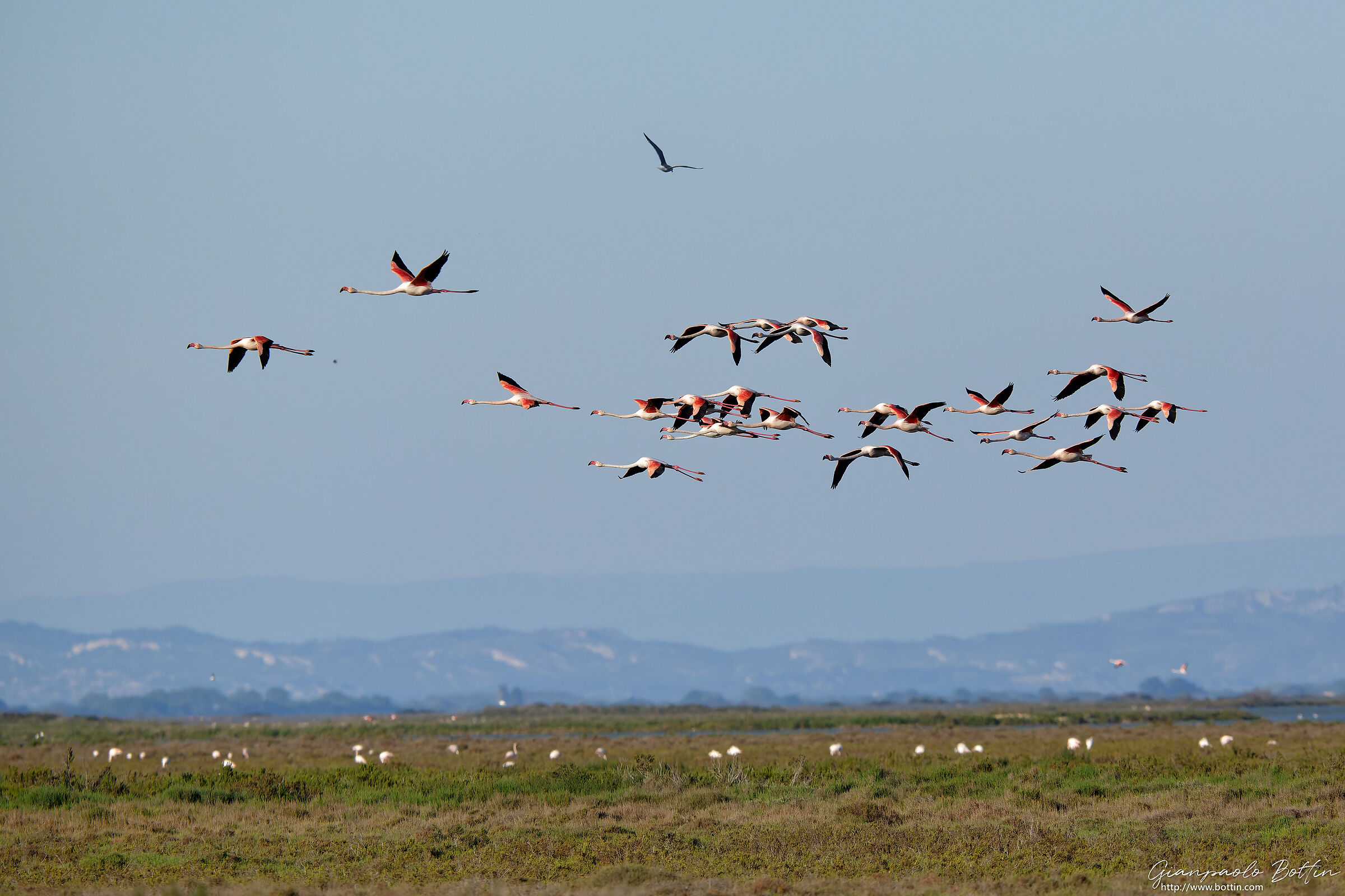 Fenicotteri in volo sulla Camargue