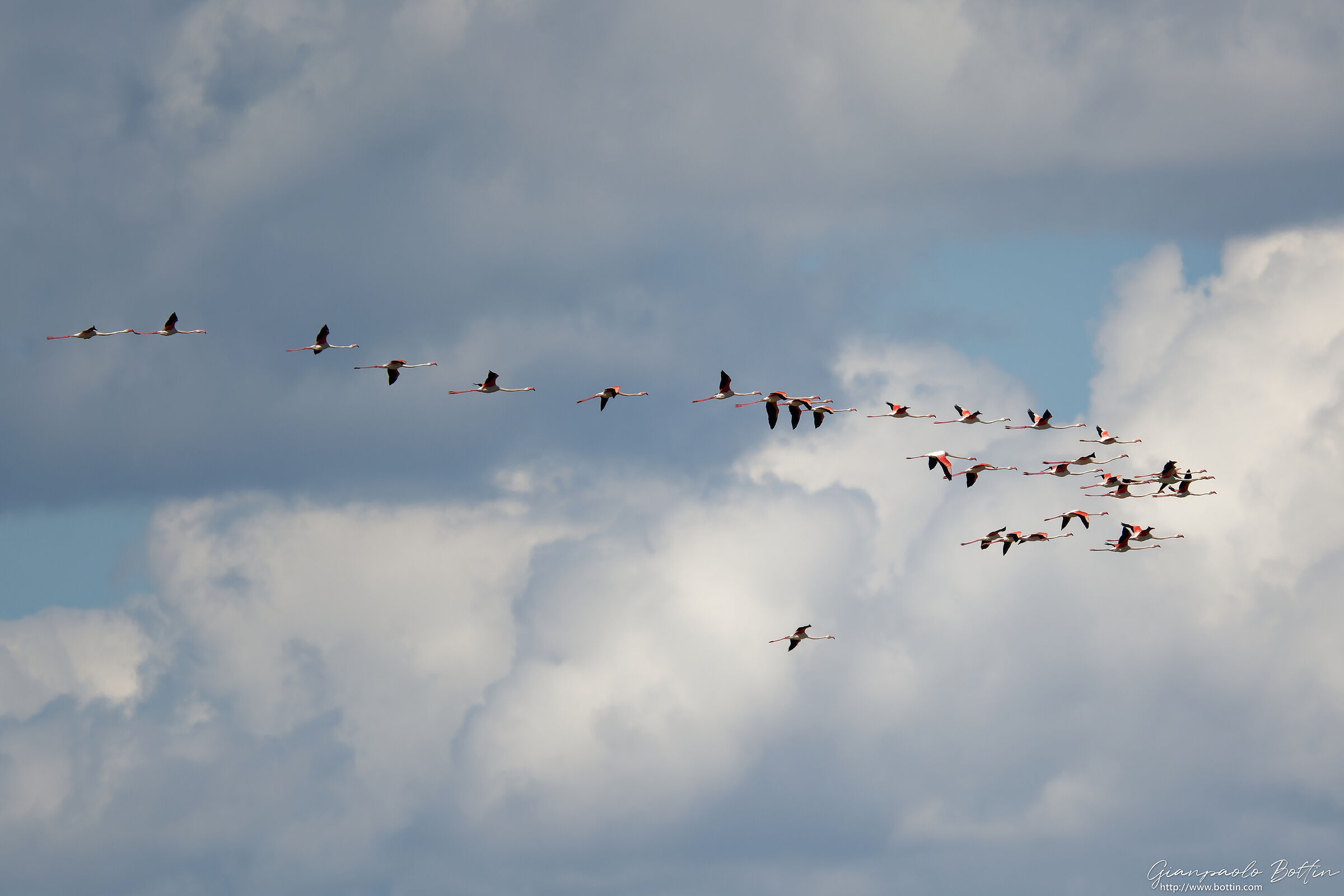 Fenicotteri in volo sulla Camargue