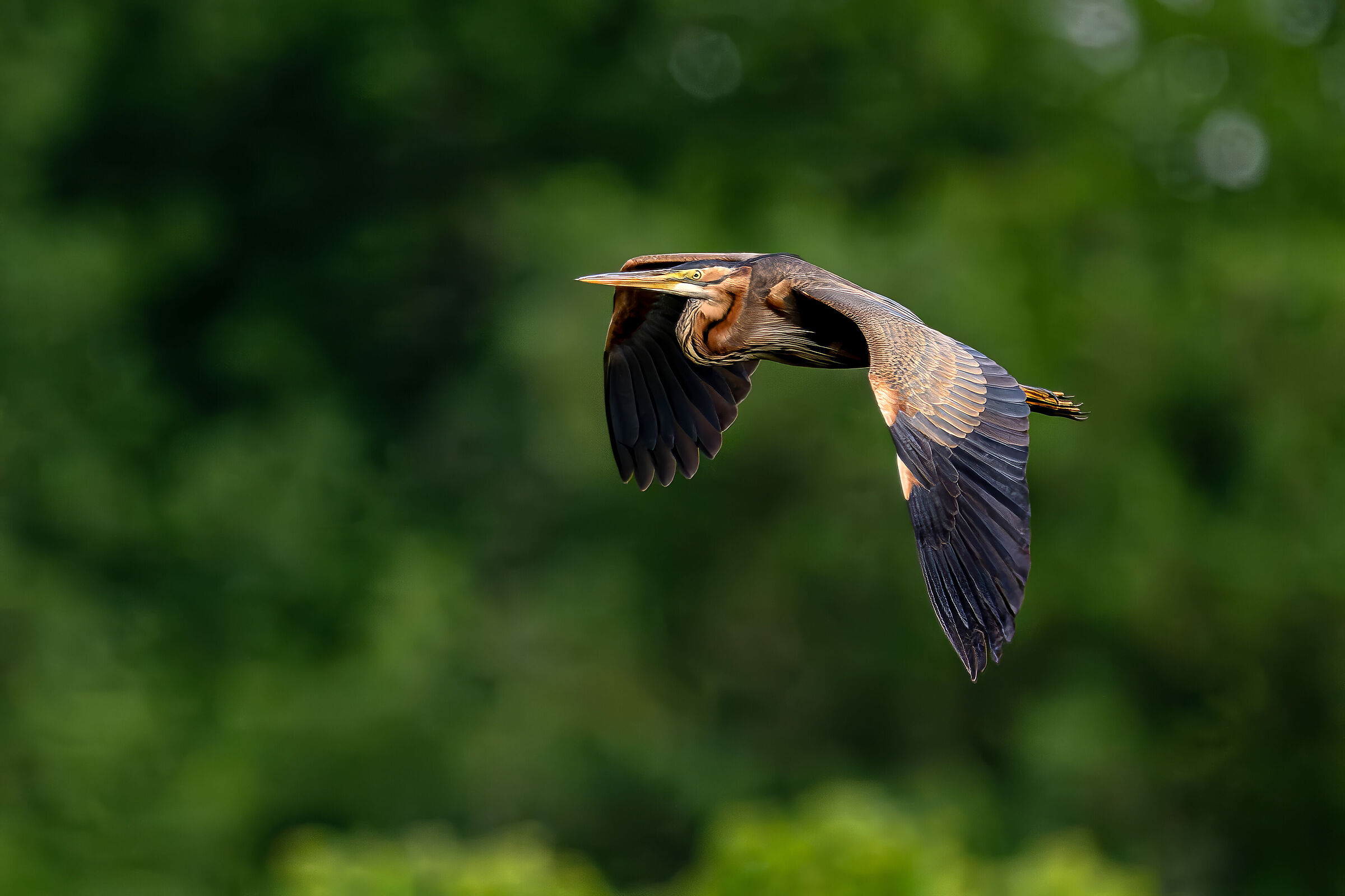 Purple heron