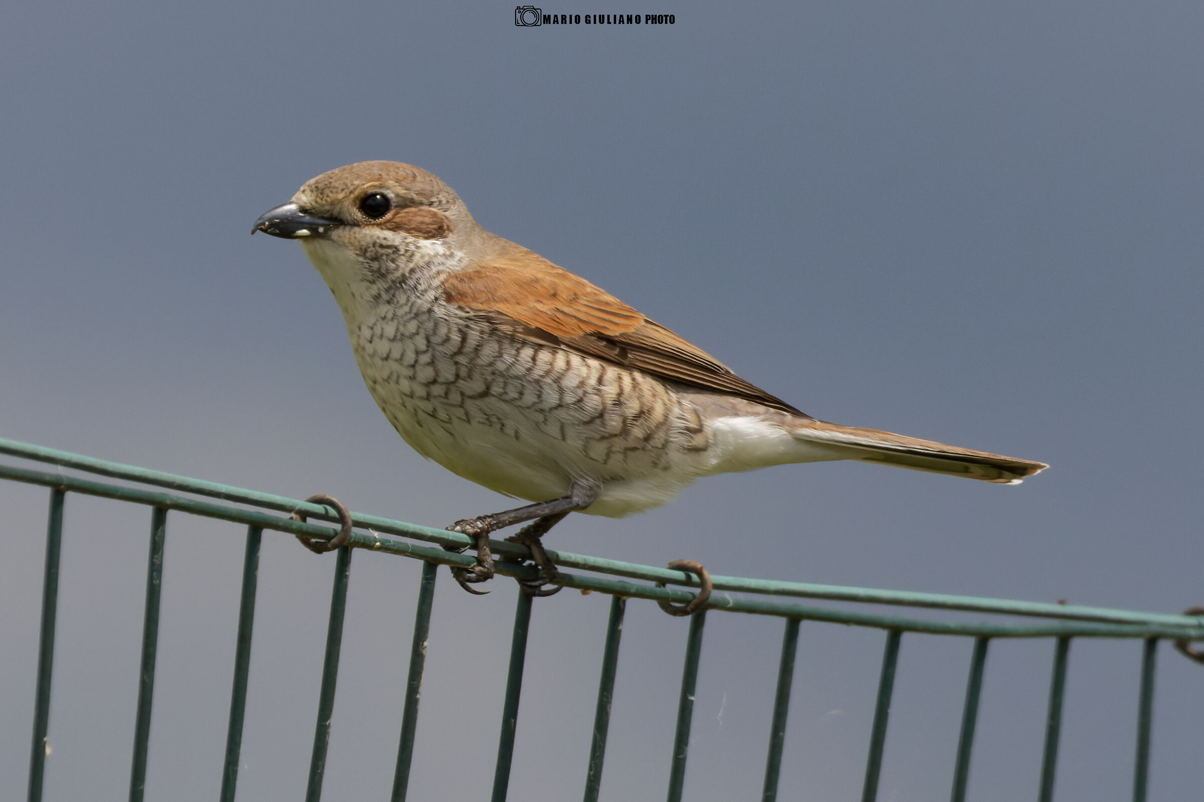 Red-backed shrike