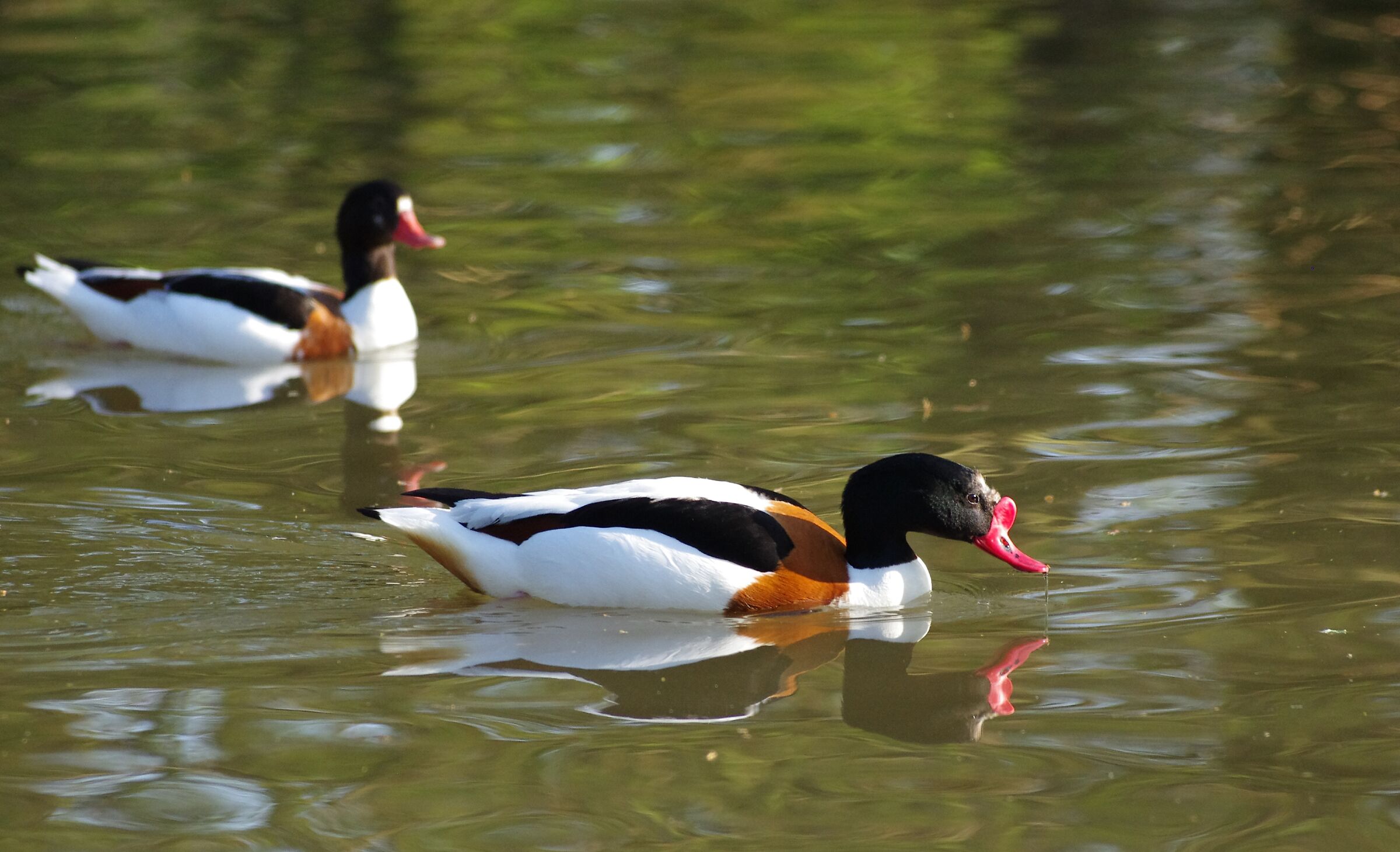 Shelducks