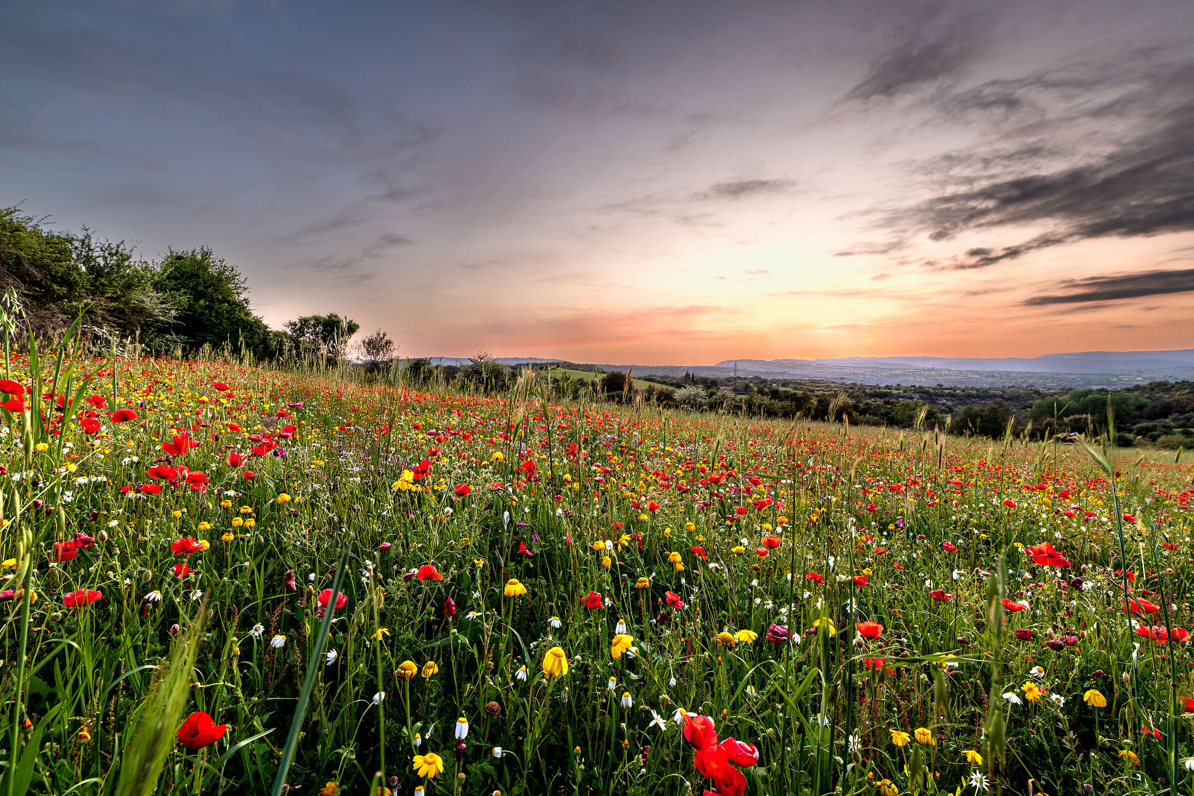 Sunset on field of Poppies