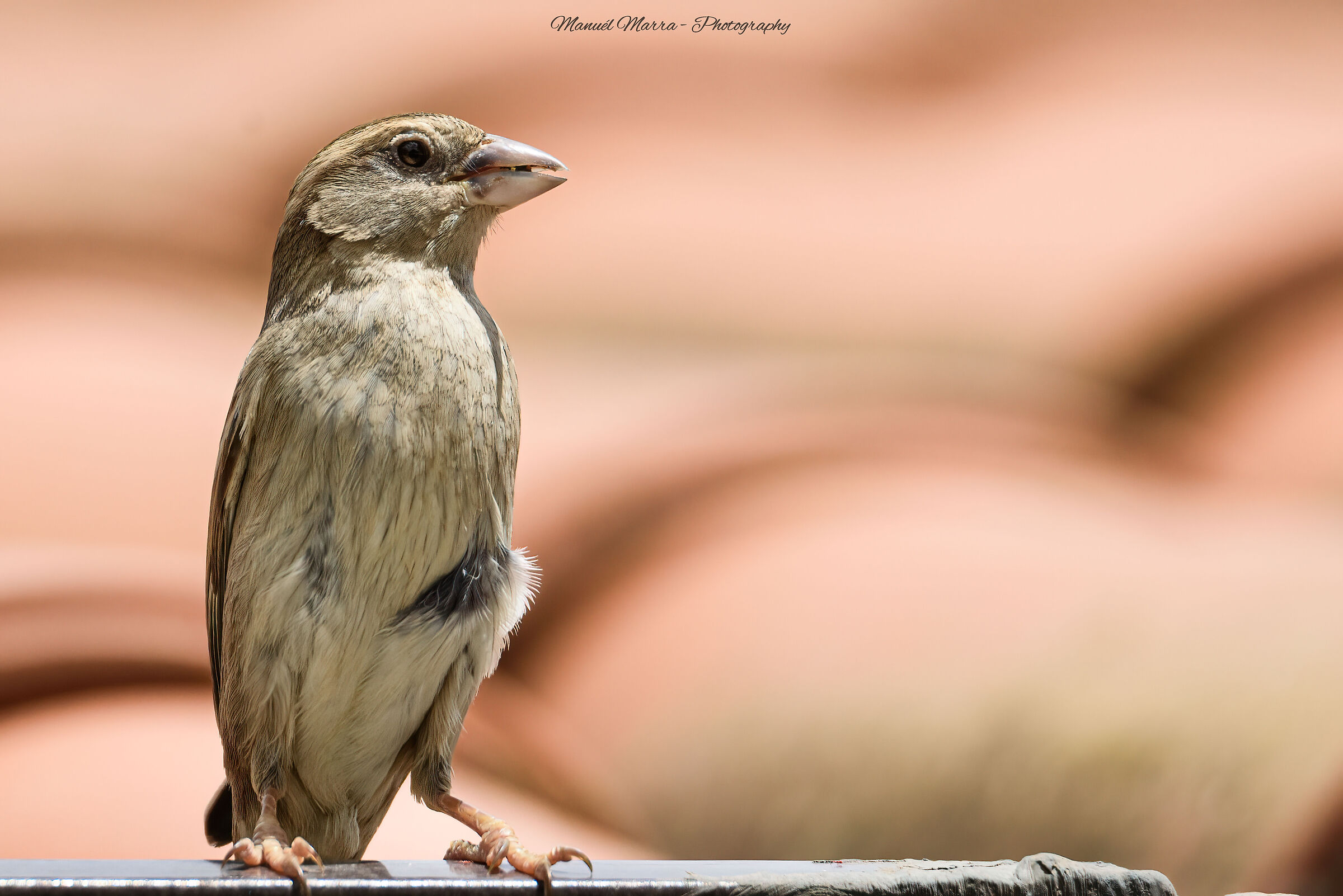 Female Italian Sparrow