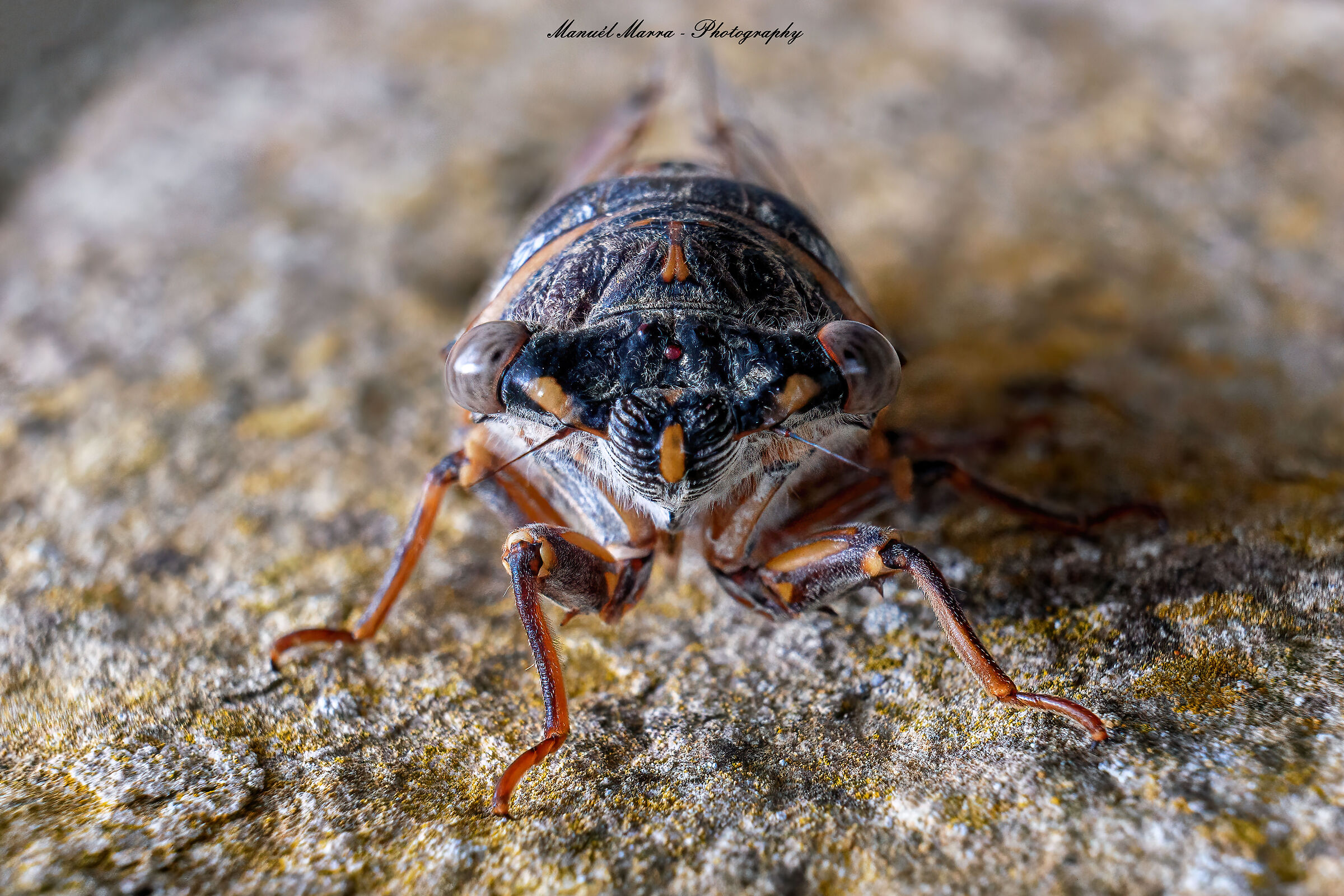 Lyristes plebejus