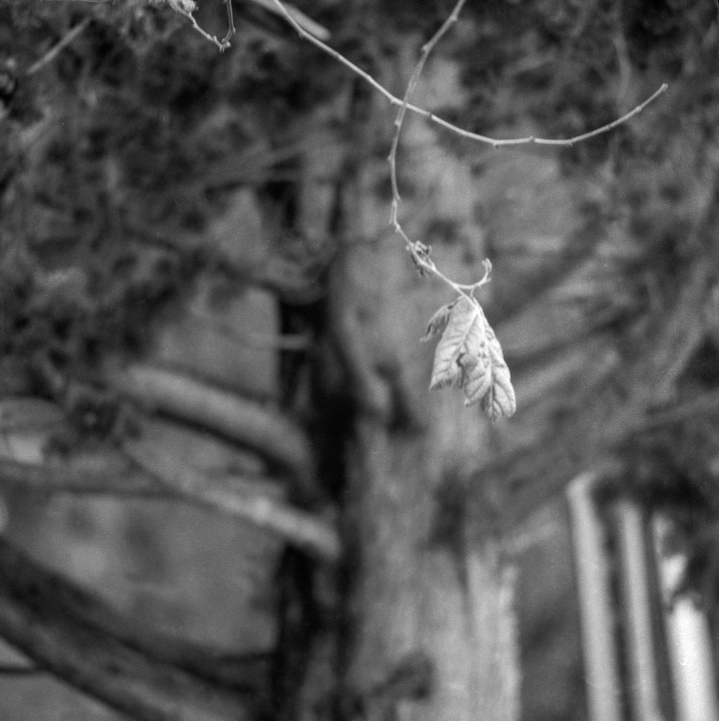 HASSELBLAD 500 CM ROLLEI RPX 400