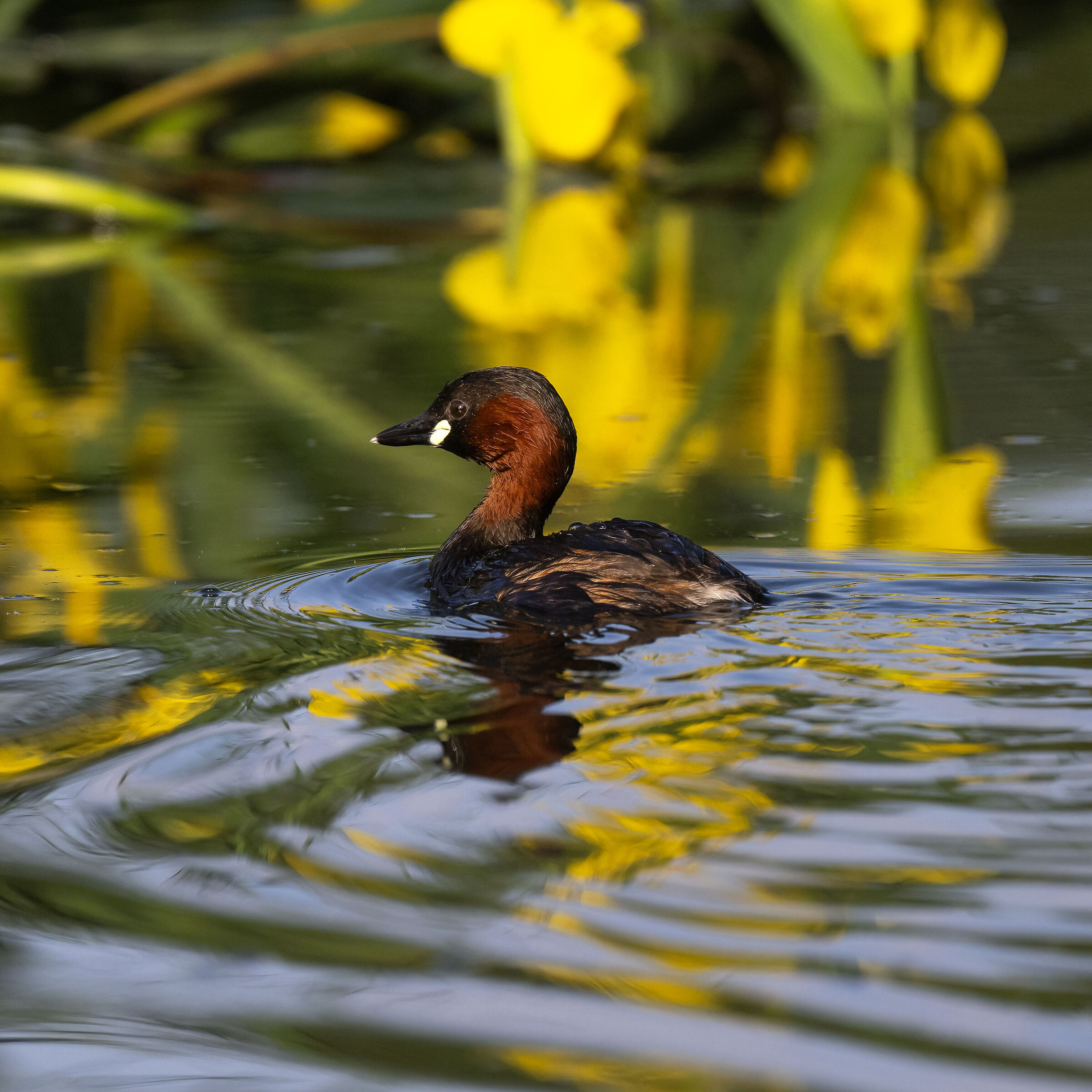 Little Grebe - Pesio Valley - Piedmont