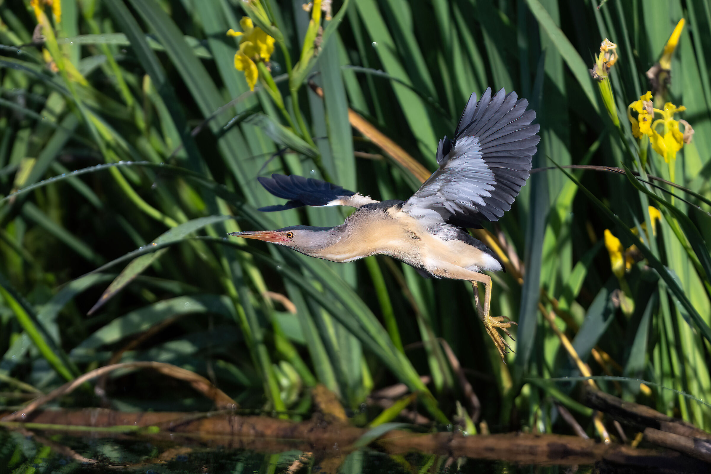 Little Bittern - Pesio Valley - Piedmont