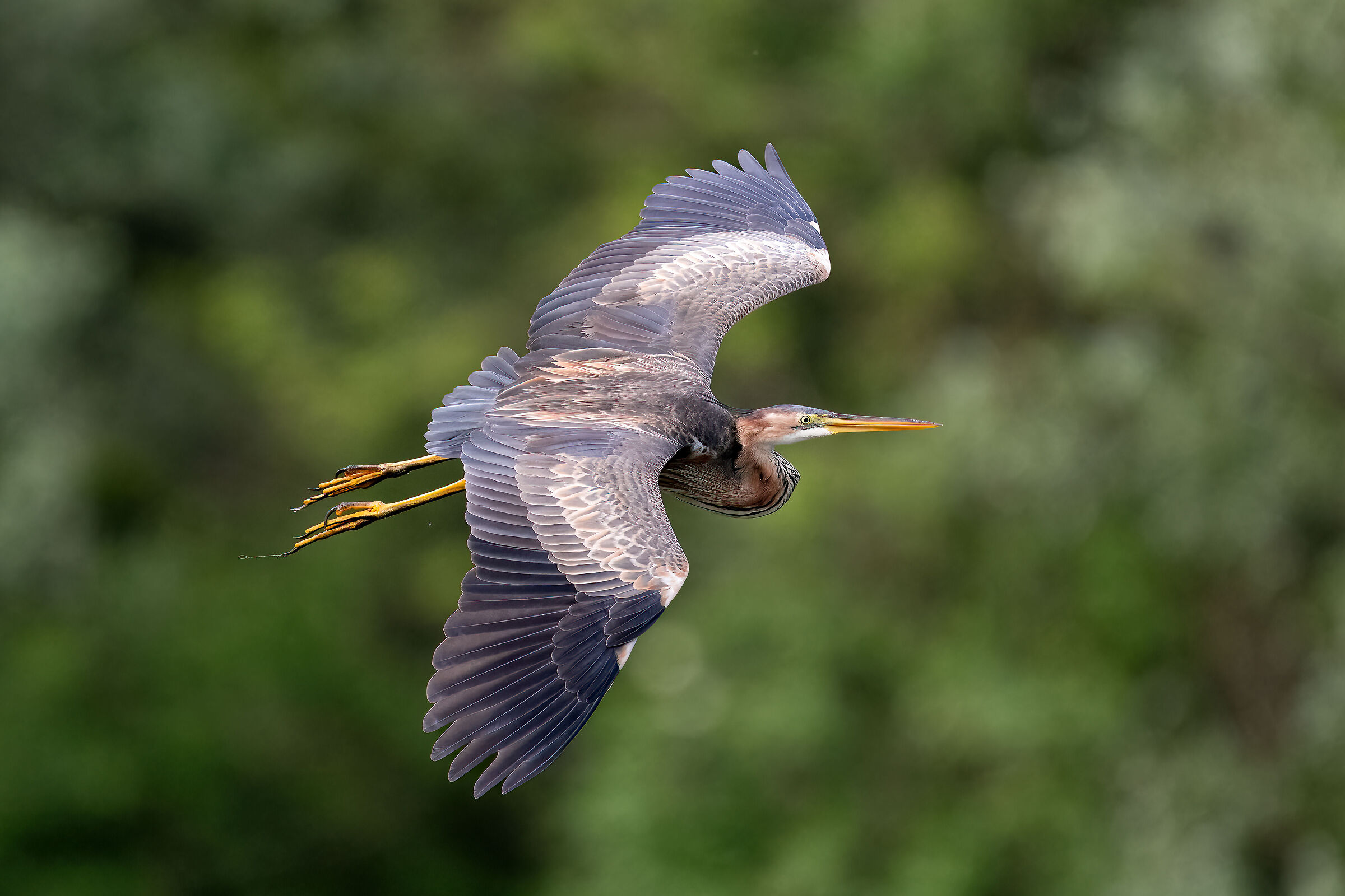 Purple Heron - Pesio Valley - Piedmont