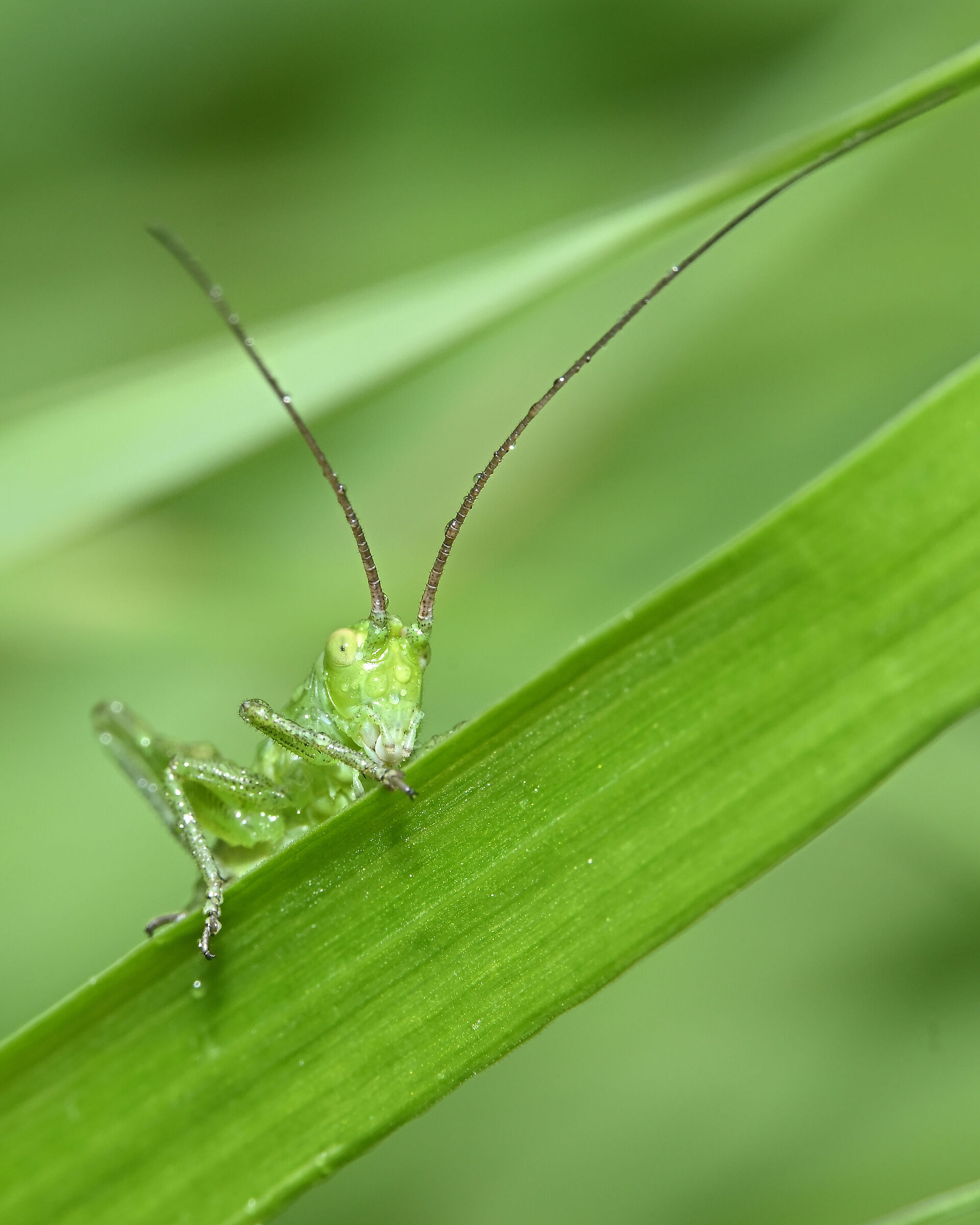 La piccola cavalletta curiosa