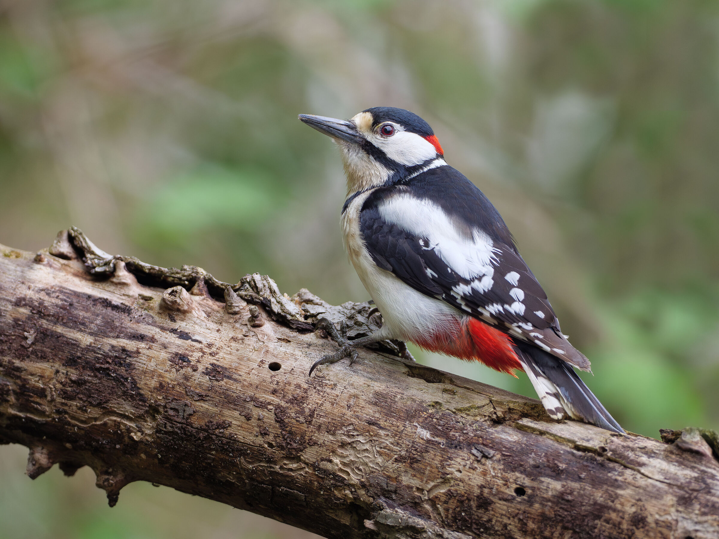 Great Spotted Woodpecker (M)
