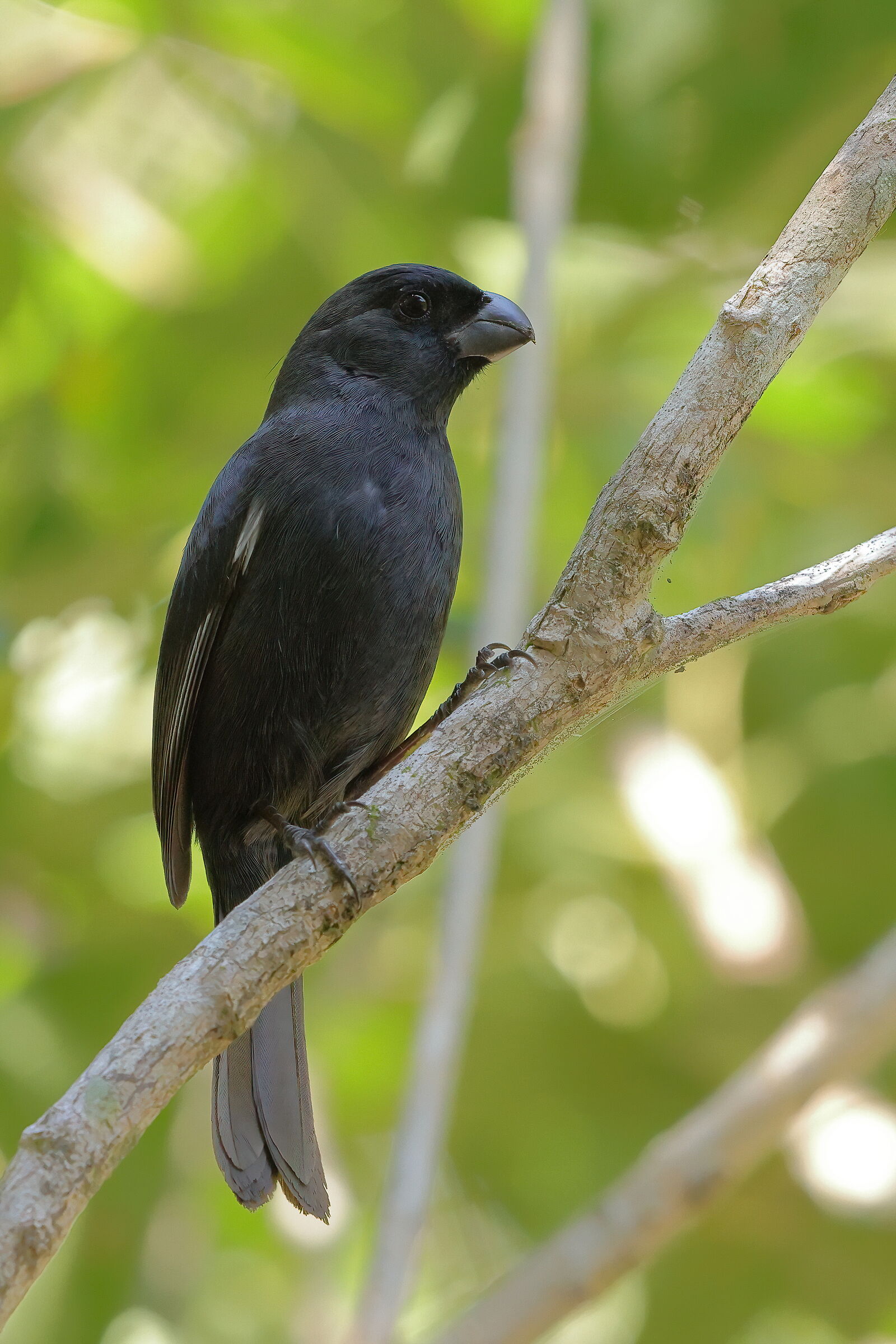 Cuban Bullfinch