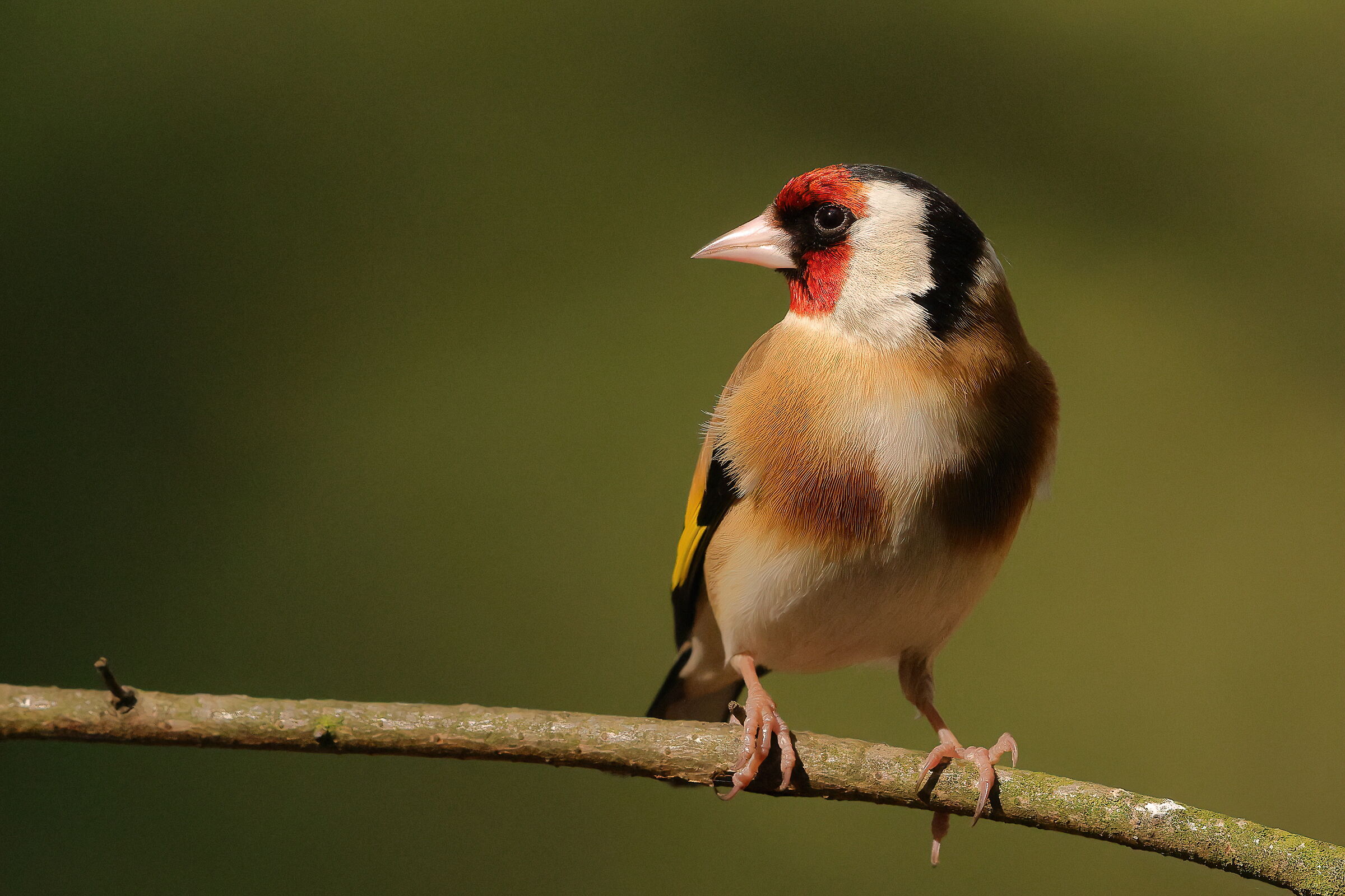 Carduelis