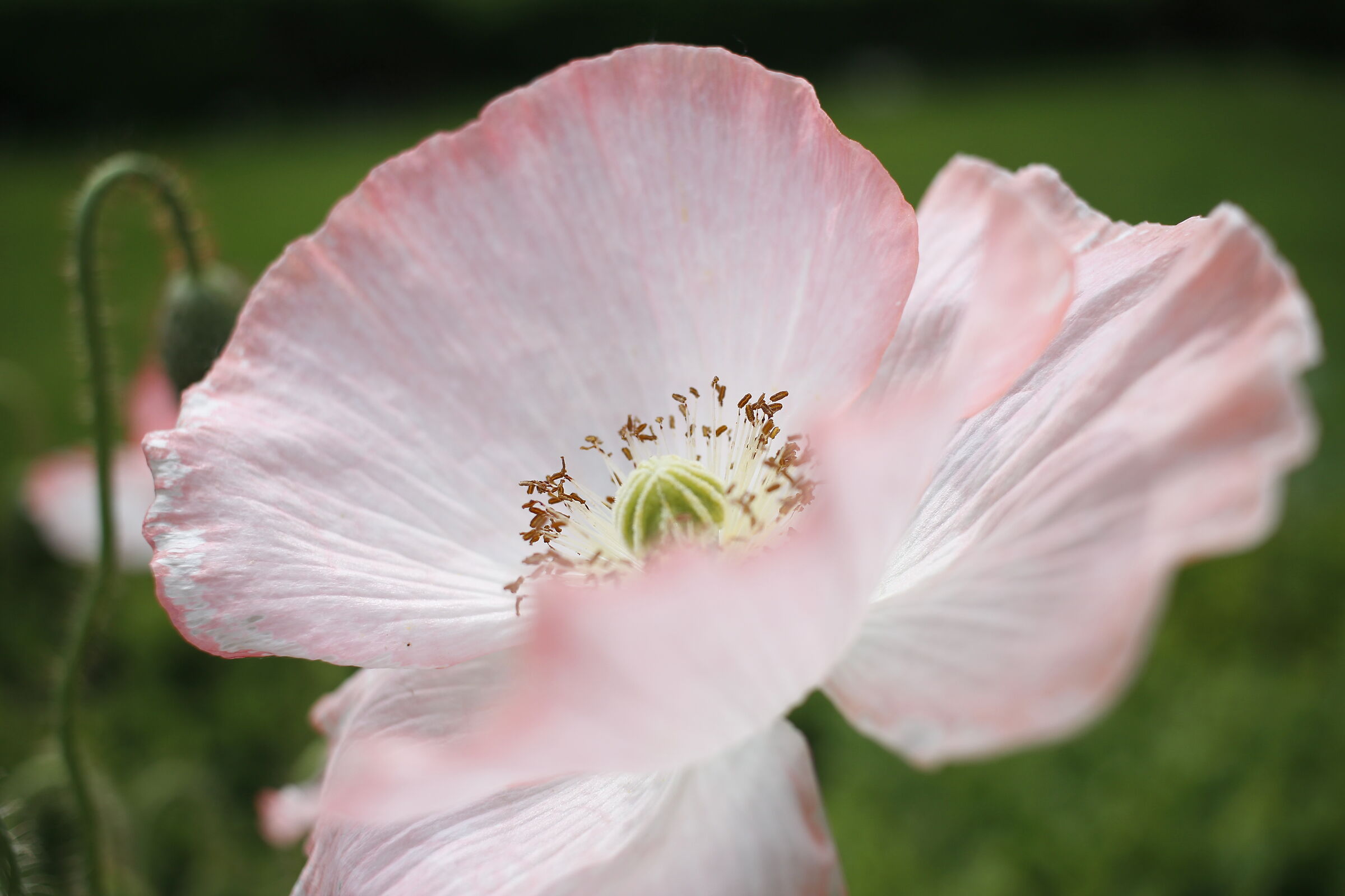 lightness