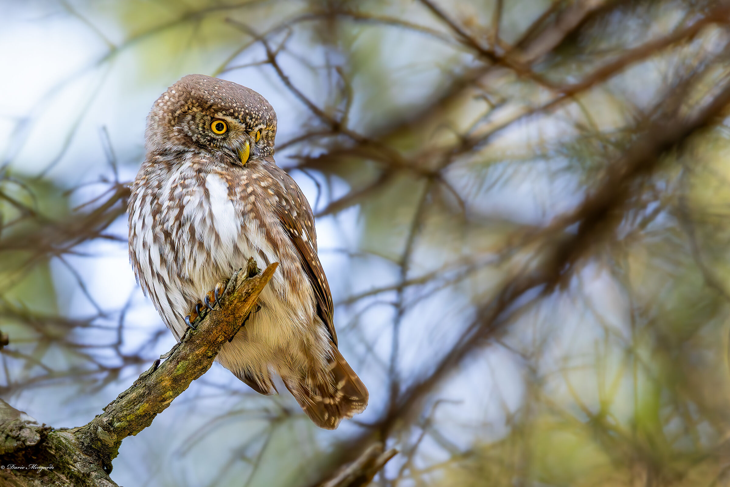 Glaucidium passerinum