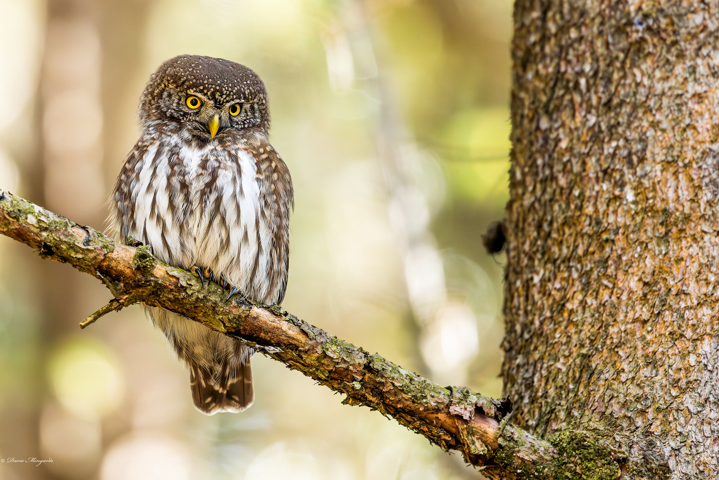 Glaucidium passerinum