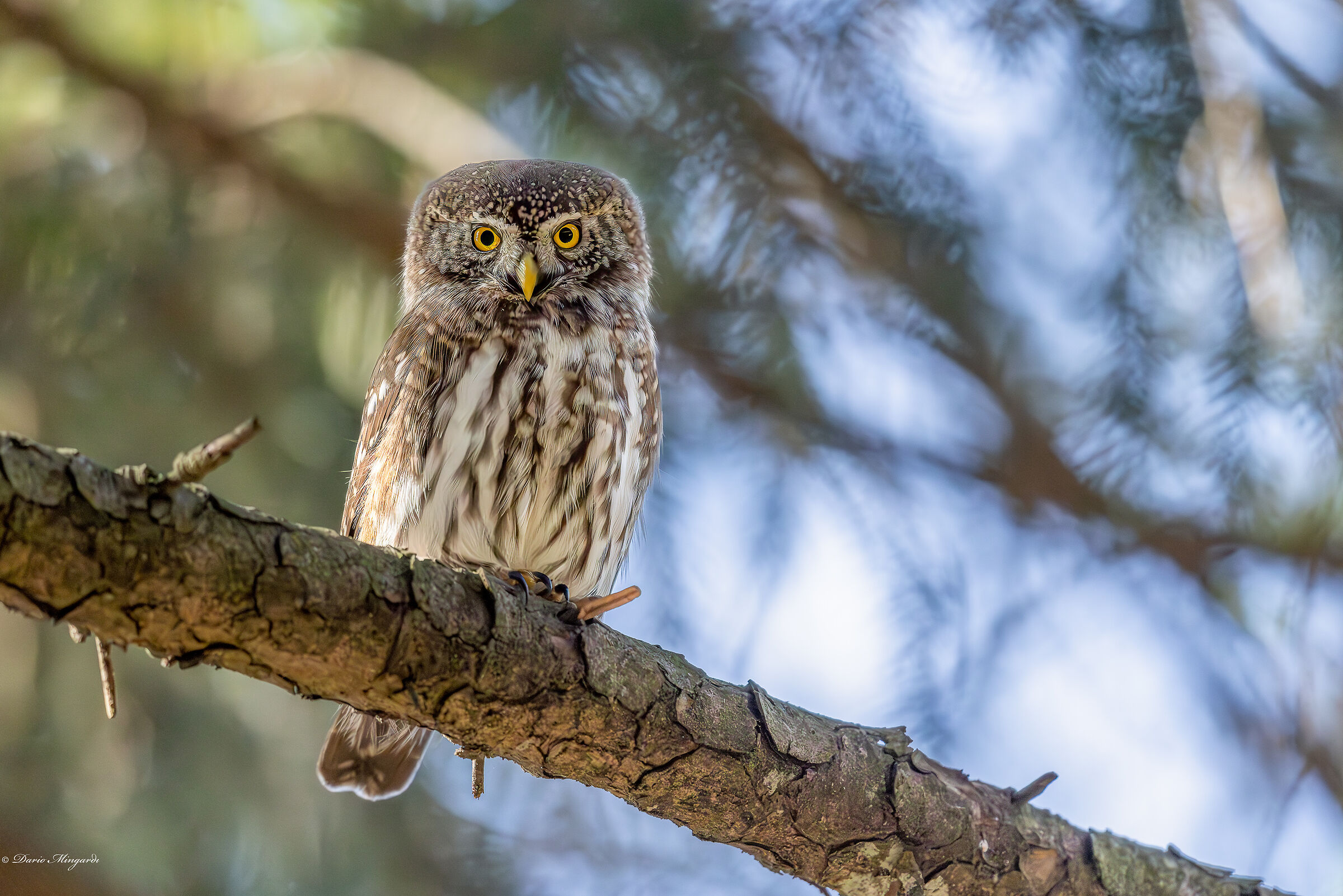 Glaucidium passerinum