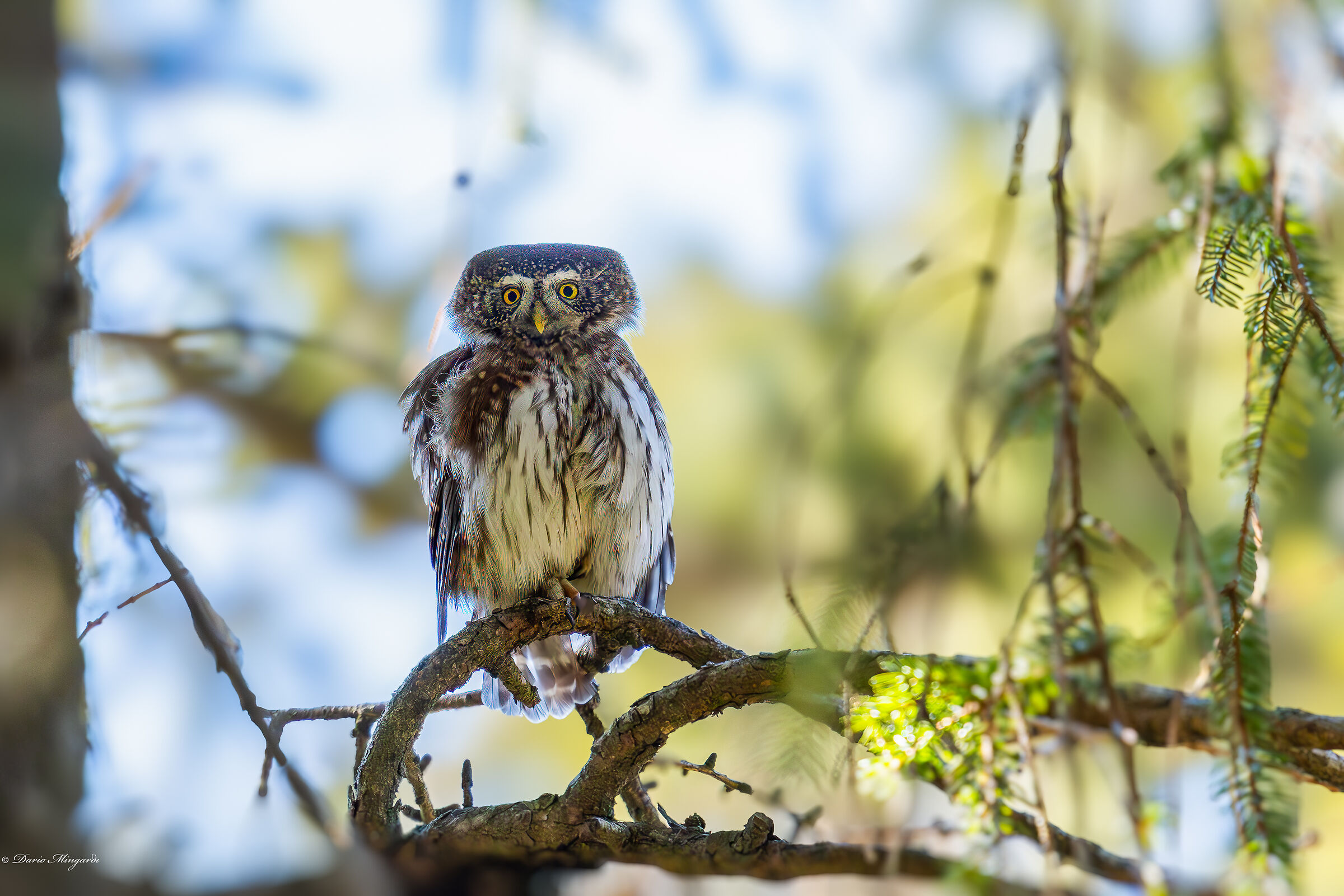 Civetta nana - Glaucidium passerinum